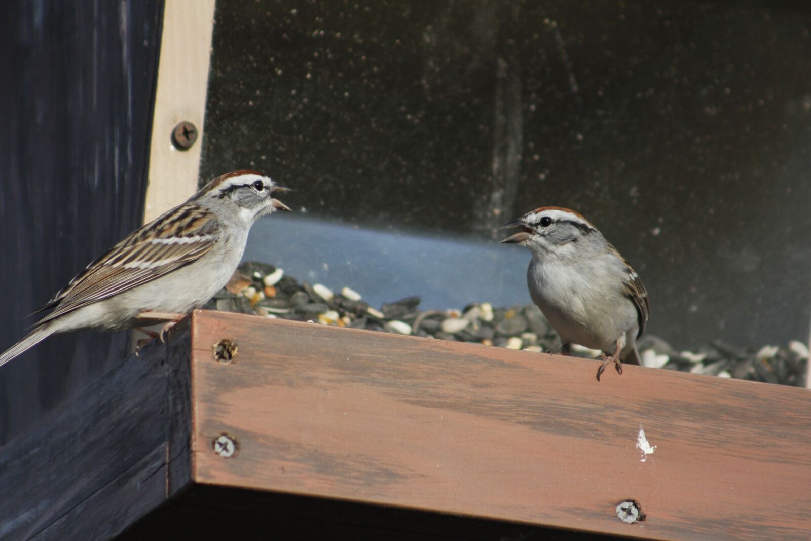 Canon EOS 550D (EOS Rebel T2i / EOS Kiss X4) sample photo. Outdoors, bird, nature photography