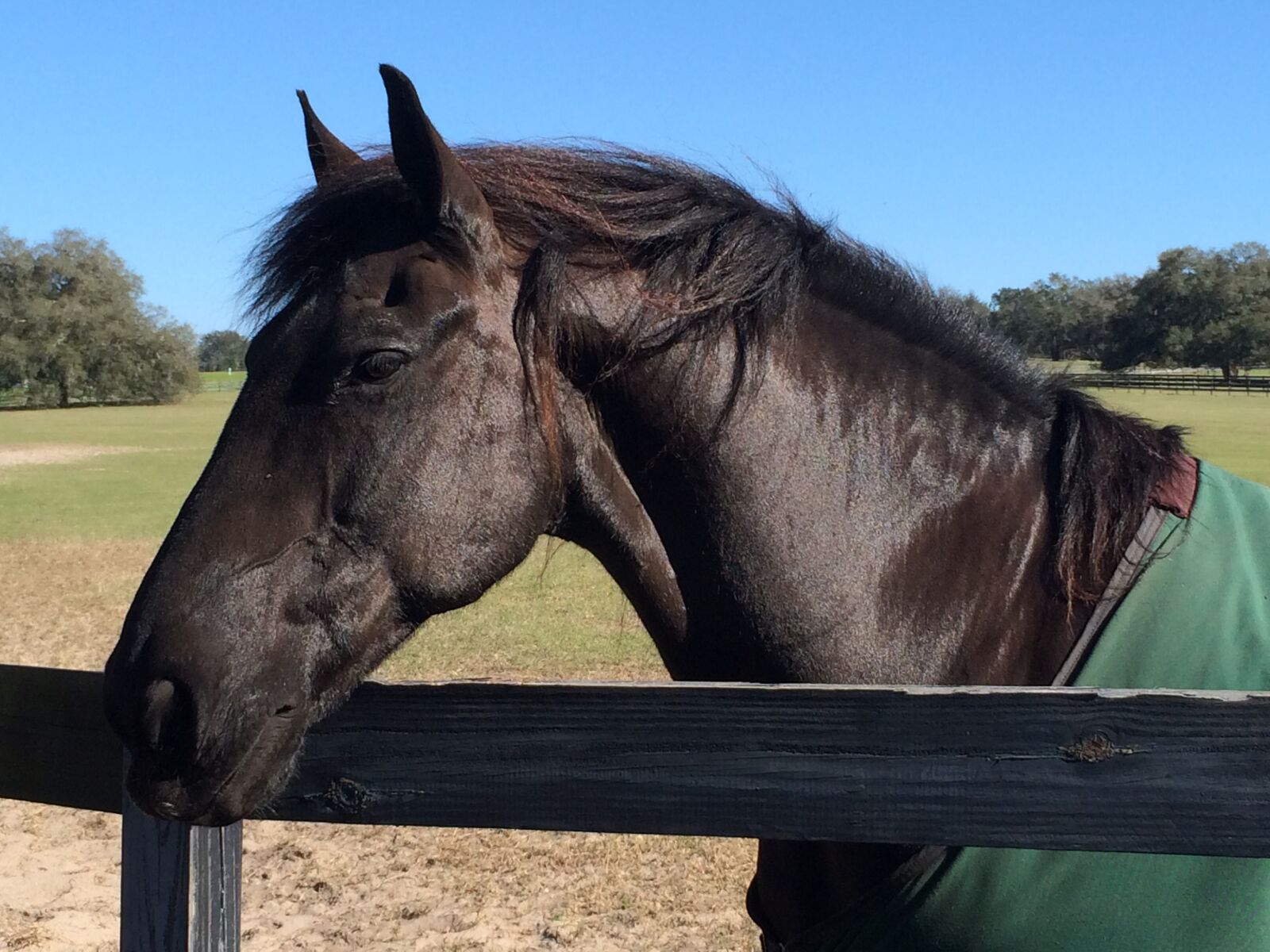 iPhone 5s back camera 4.12mm f/2.2 sample photo. Horse, ears, eyes photography
