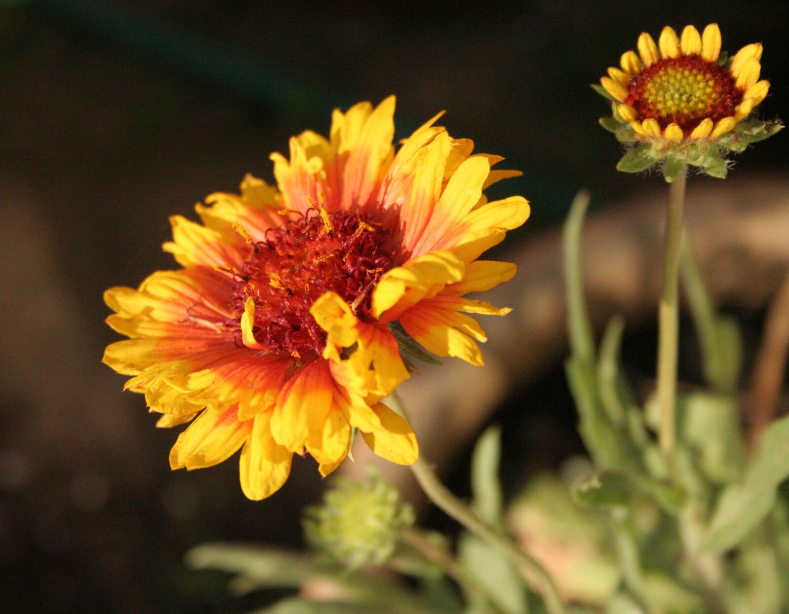 Canon EOS 350D (EOS Digital Rebel XT / EOS Kiss Digital N) sample photo. Sunflower, helianthus, red photography