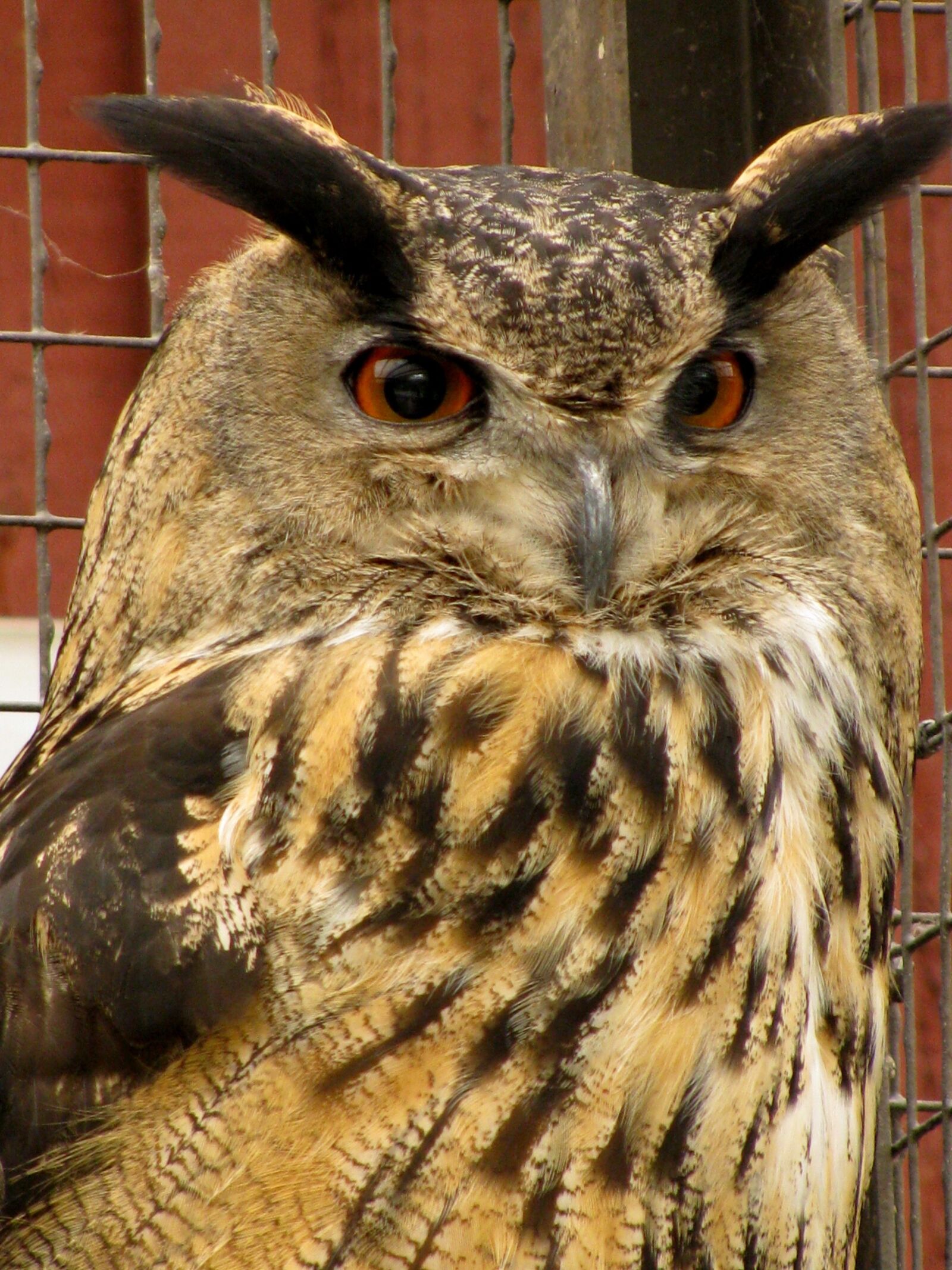 Canon PowerShot SX110 IS sample photo. Eagle owl, bubo bubo photography
