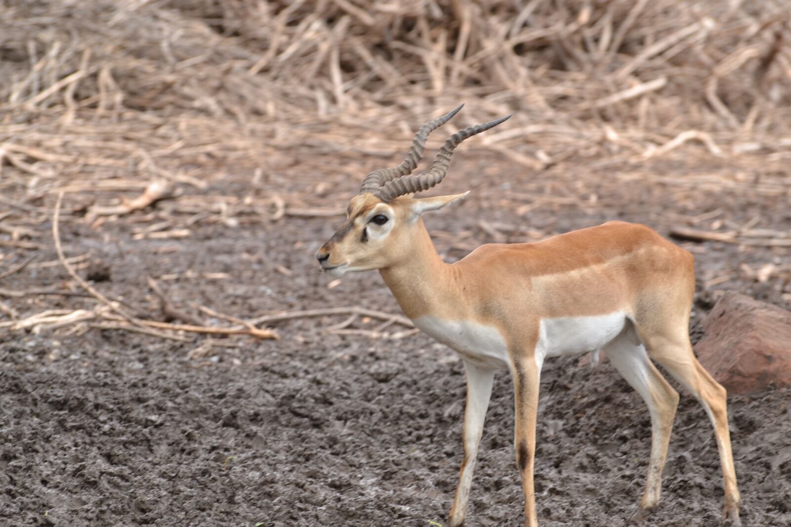 Nikon D3100 sample photo. Deer, animal, stag photography
