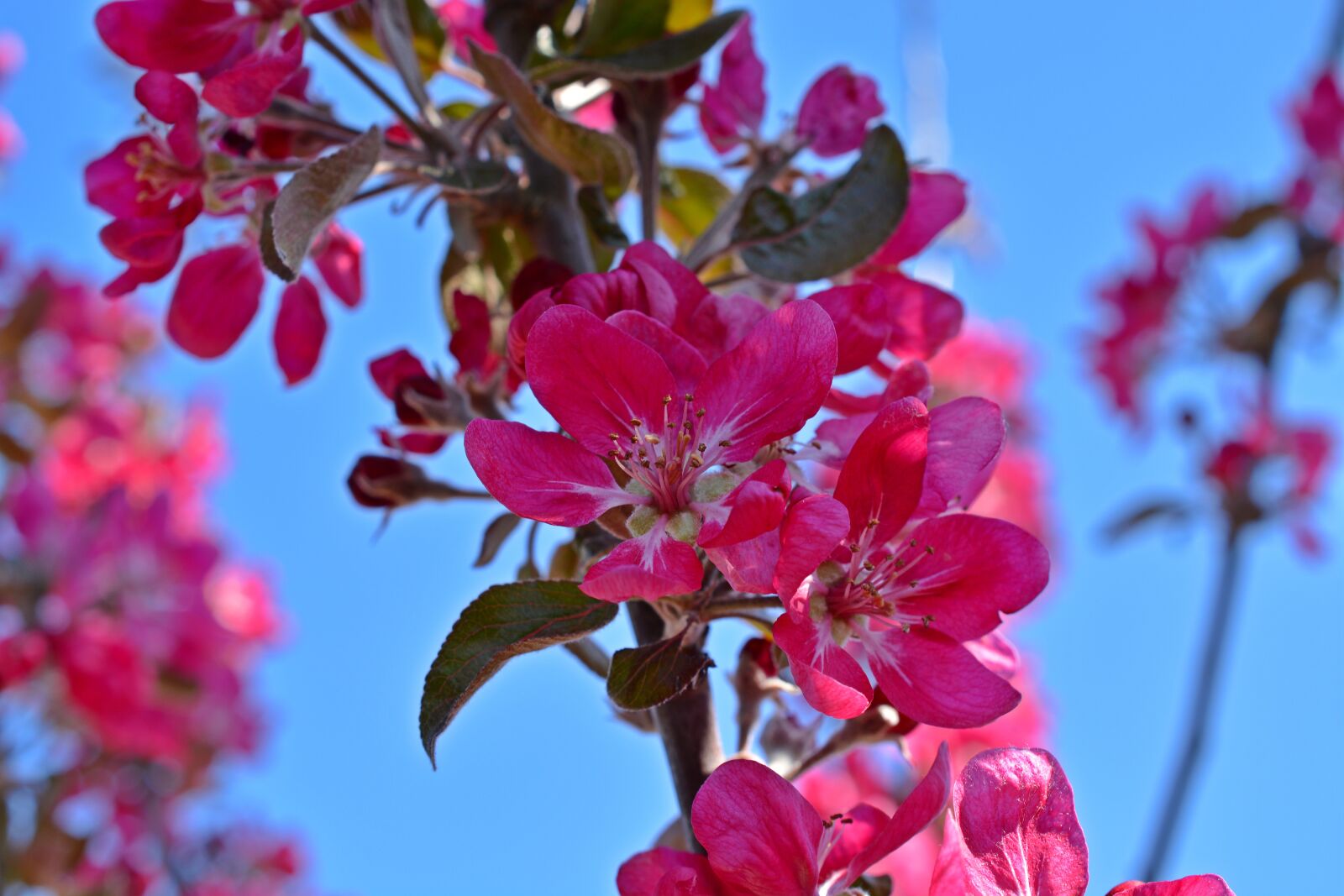 Nikon D5200 sample photo. Apple blossom, fruit tree photography