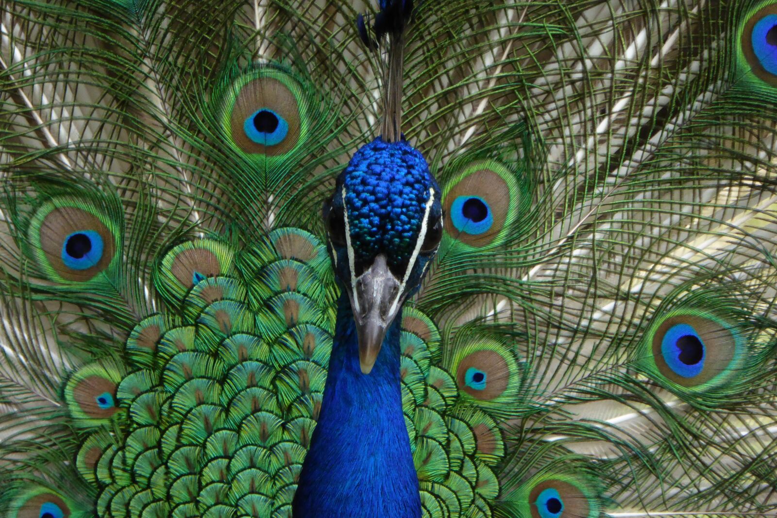 Panasonic DMC-TZ61 sample photo. Peacock, plumage, colorful photography