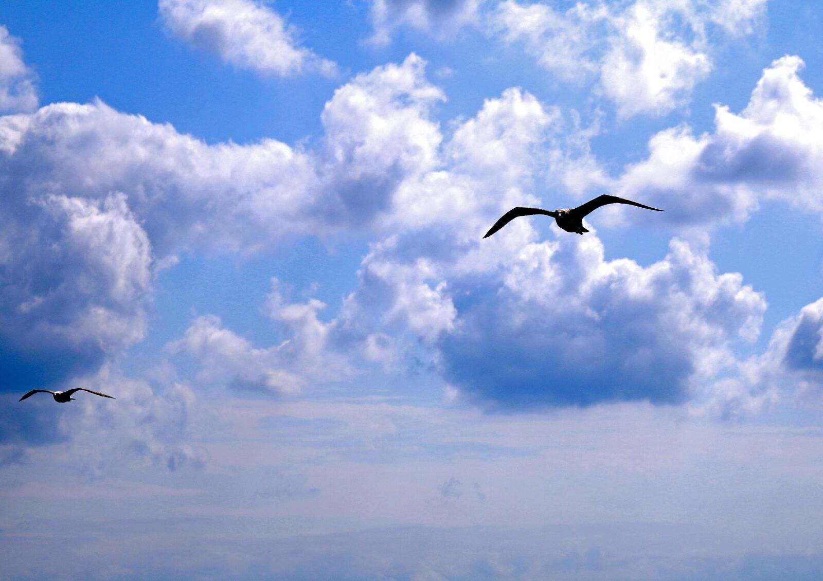 Canon EOS 70D sample photo. Seagull, istanbul, clouds photography
