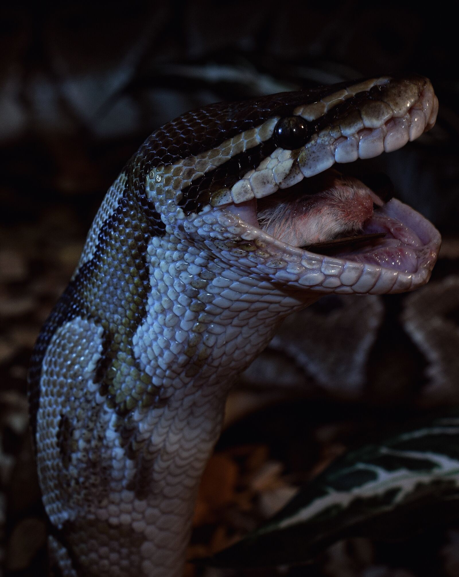 Nikon D5300 sample photo. Snake, prey, close up photography