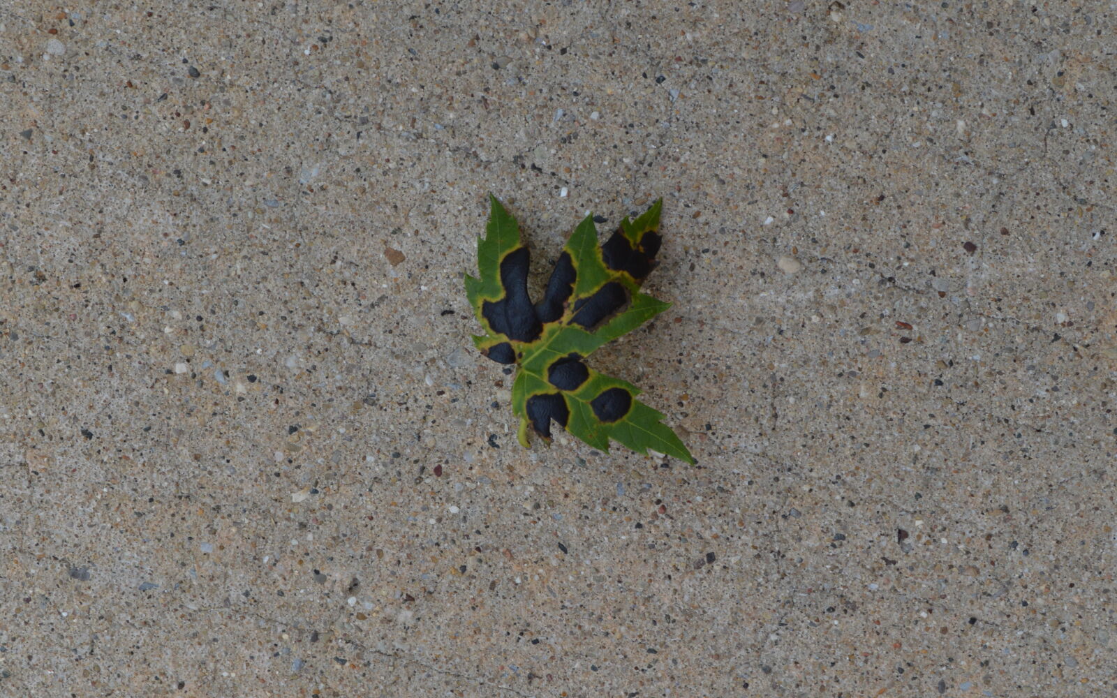 Nikon D3200 sample photo