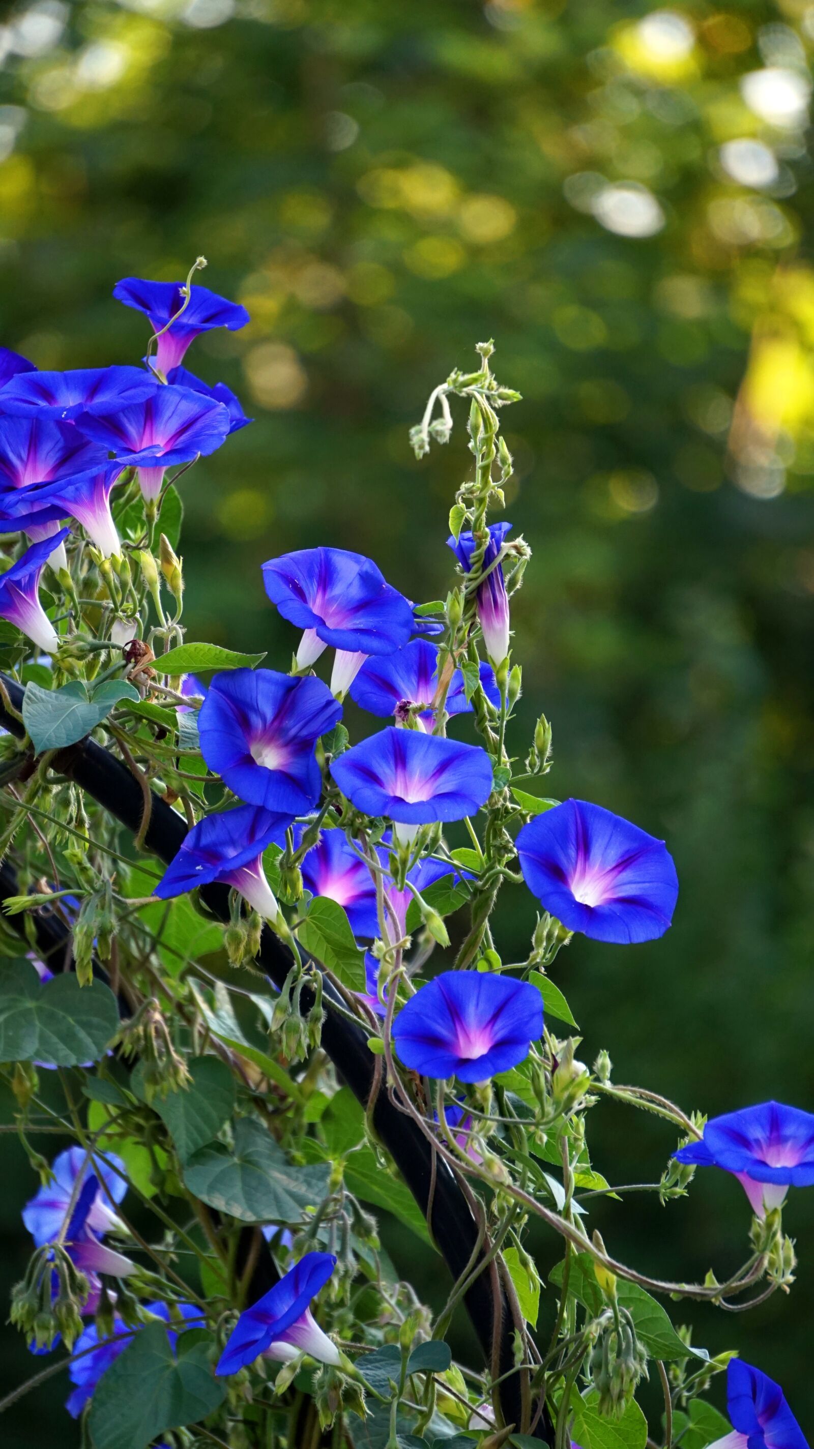 Sony Alpha a5000 (ILCE 5000) + Sony E 55-210mm F4.5-6.3 OSS sample photo. Superb thread, blossom, bloom photography