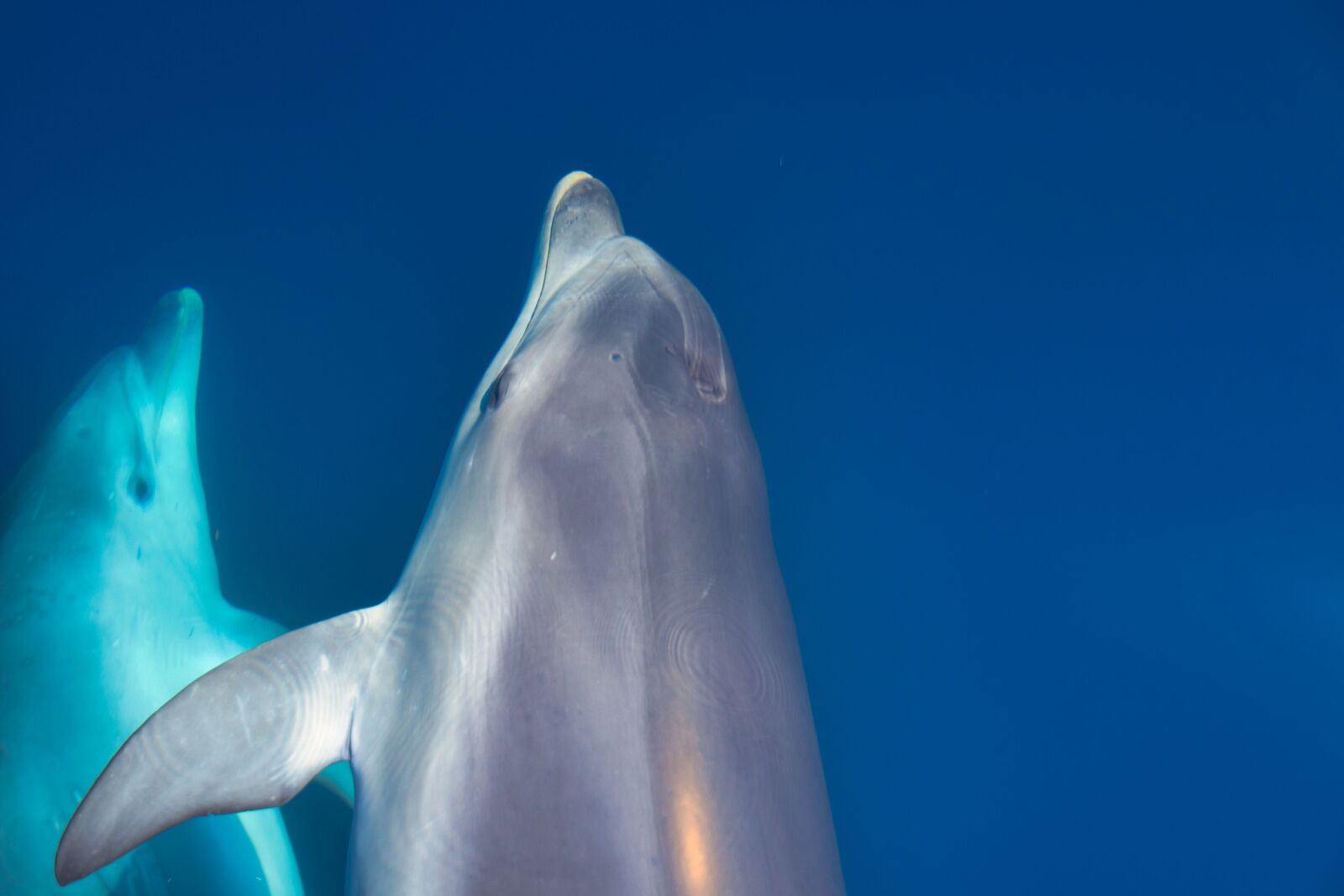 Canon EOS 700D (EOS Rebel T5i / EOS Kiss X7i) sample photo. Dolphins, underwater, water photography