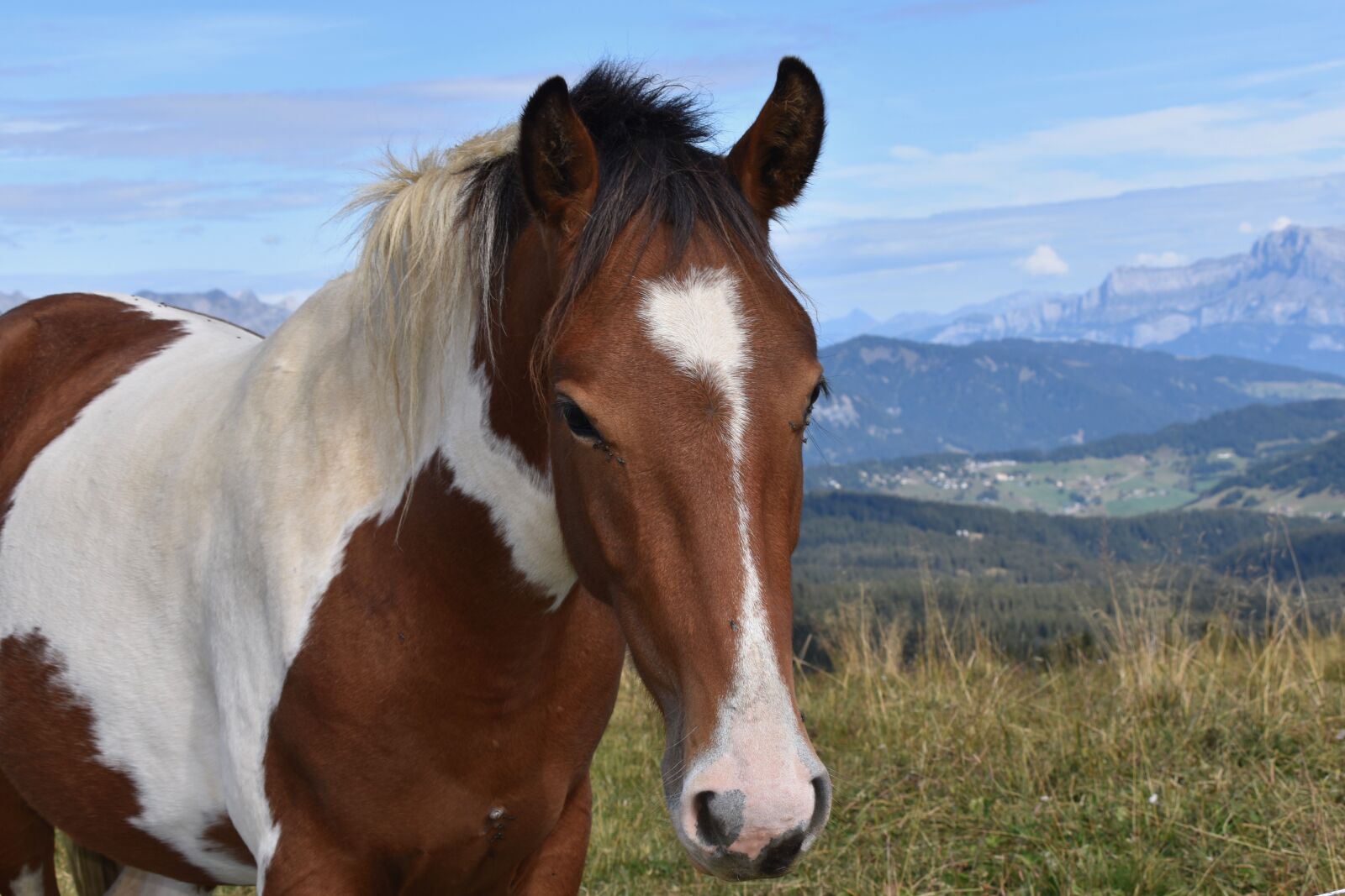 Nikon D5600 sample photo. Horse, horse bai, equine photography