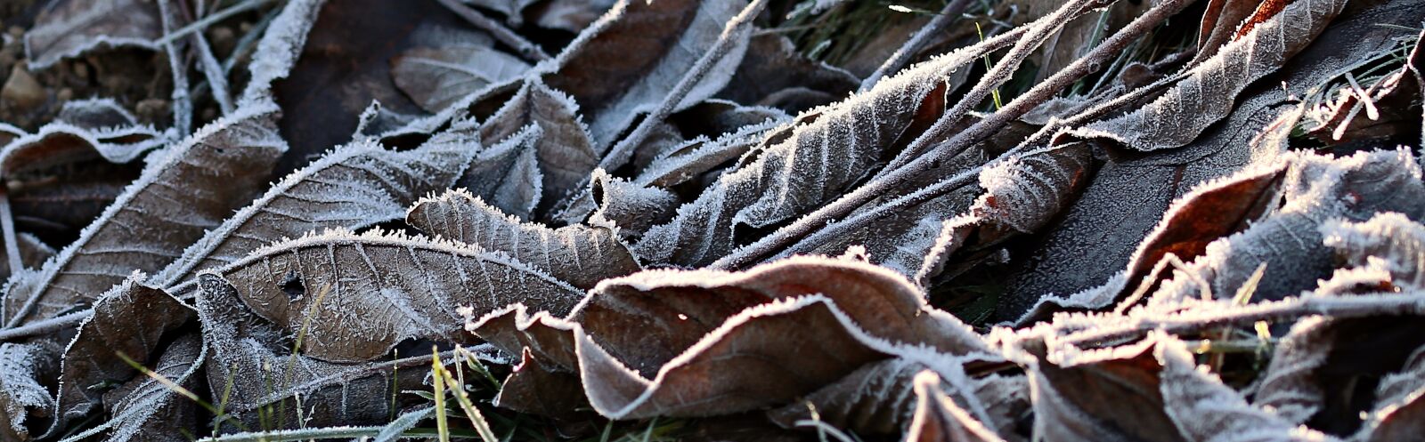 Canon EOS 80D sample photo. Meadow, ripe, hoarfrost photography