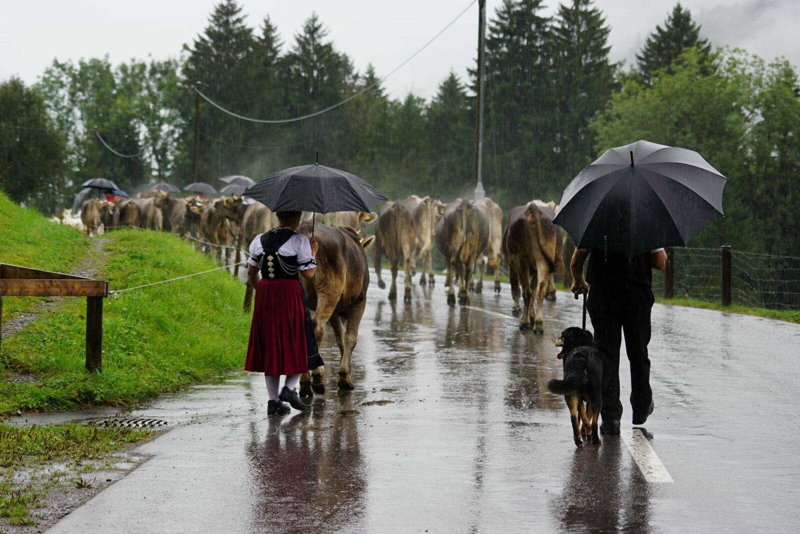 Sony ILCA-77M2 sample photo. People, umbrella, rain, cattle photography