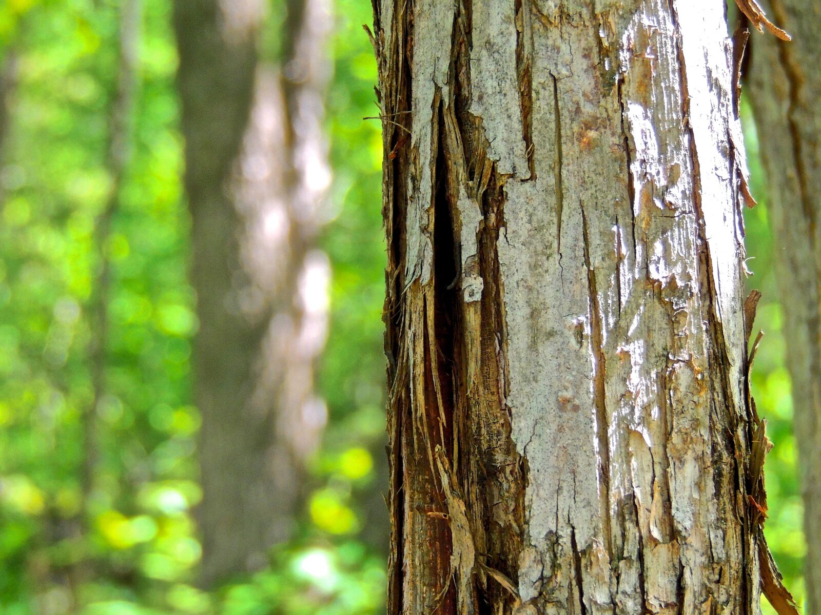 Nikon Coolpix P510 sample photo. Bark, tree bark, tree photography