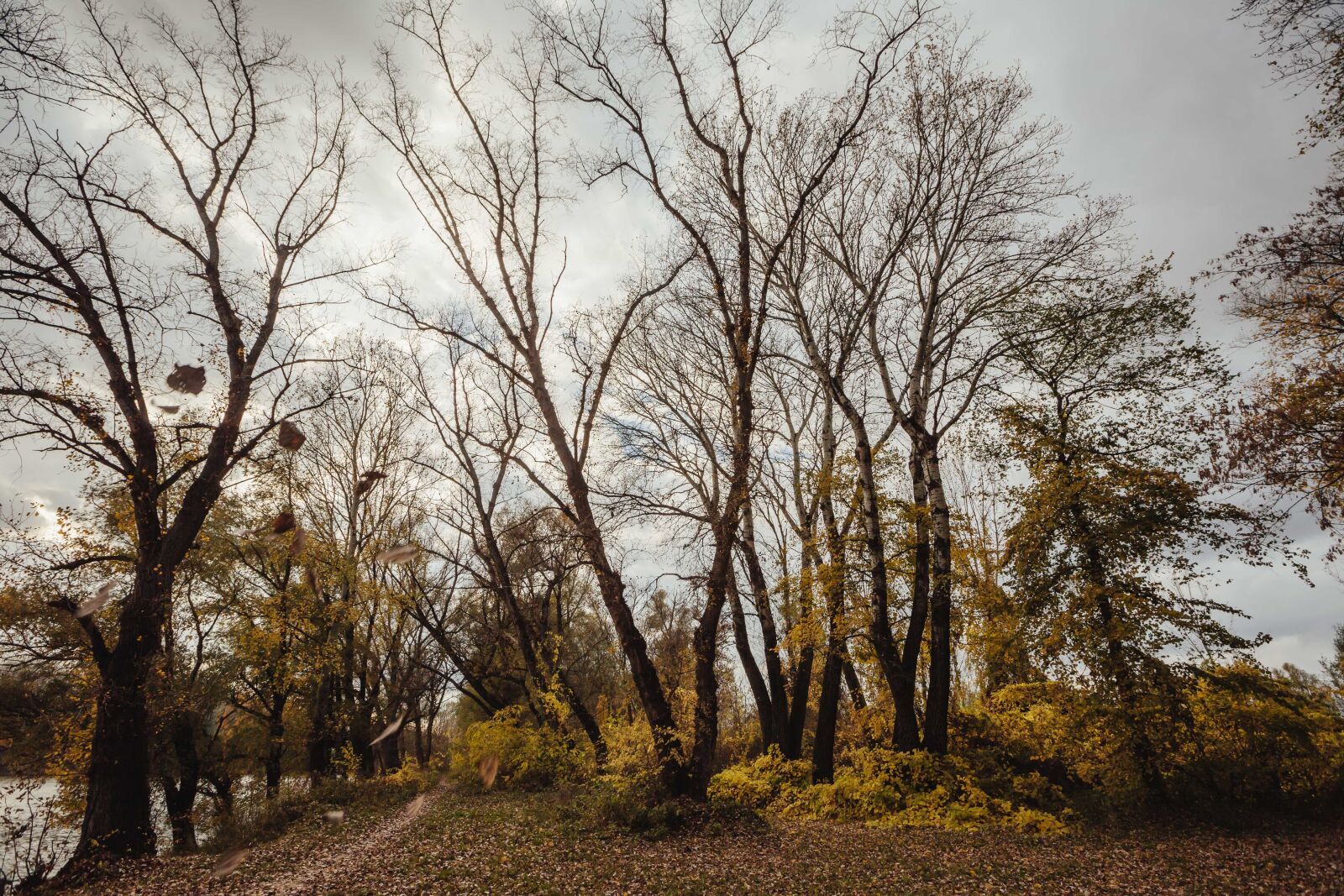 Canon EF 16-35mm F2.8L II USM sample photo. Forest, landscape, trees, tree photography