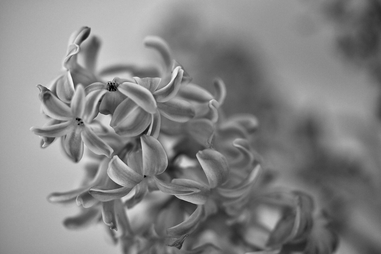 Nikon Z6 sample photo. Hyacinth, flower, blossom photography