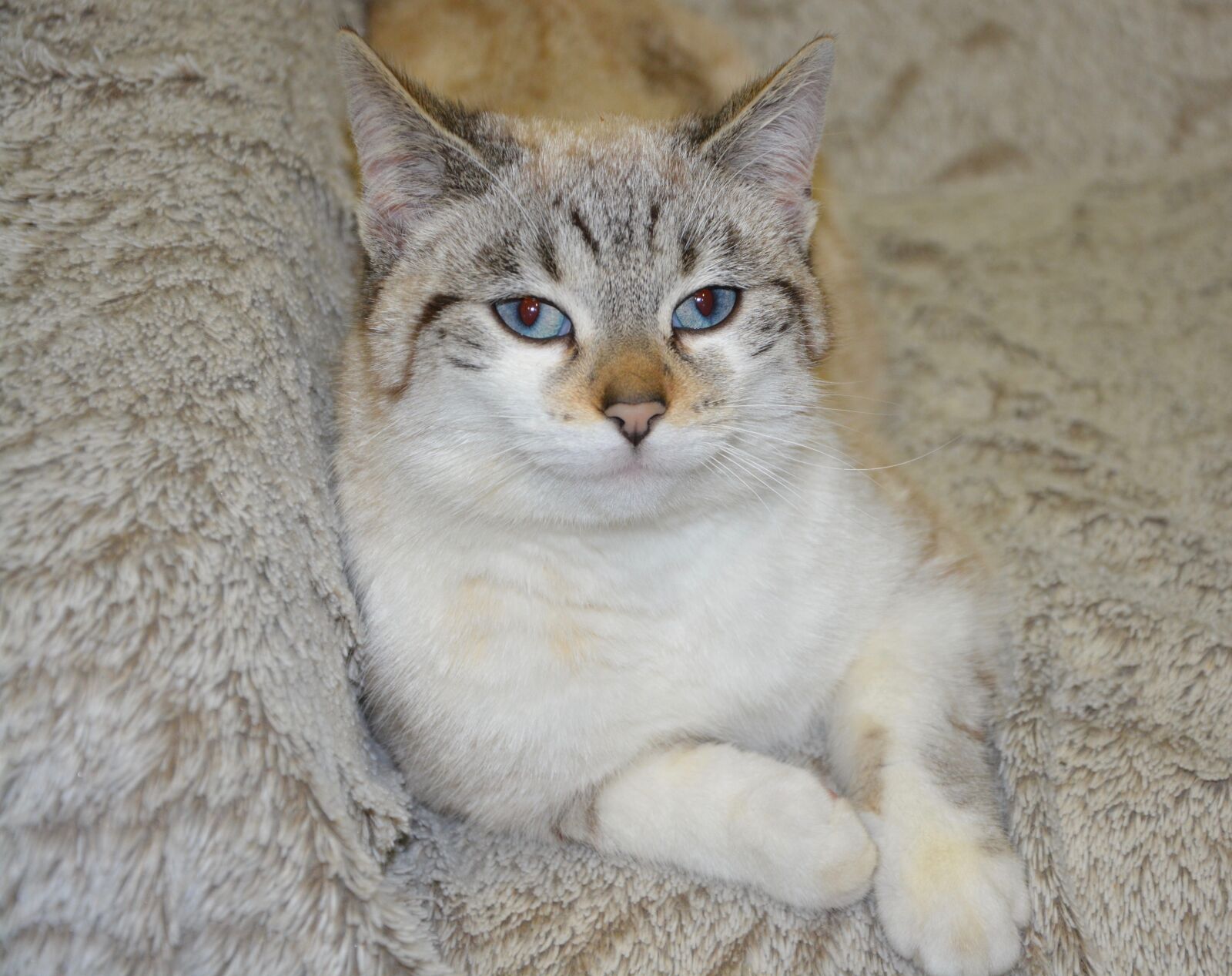 Nikon D5200 sample photo. Cat, cat lying, head photography