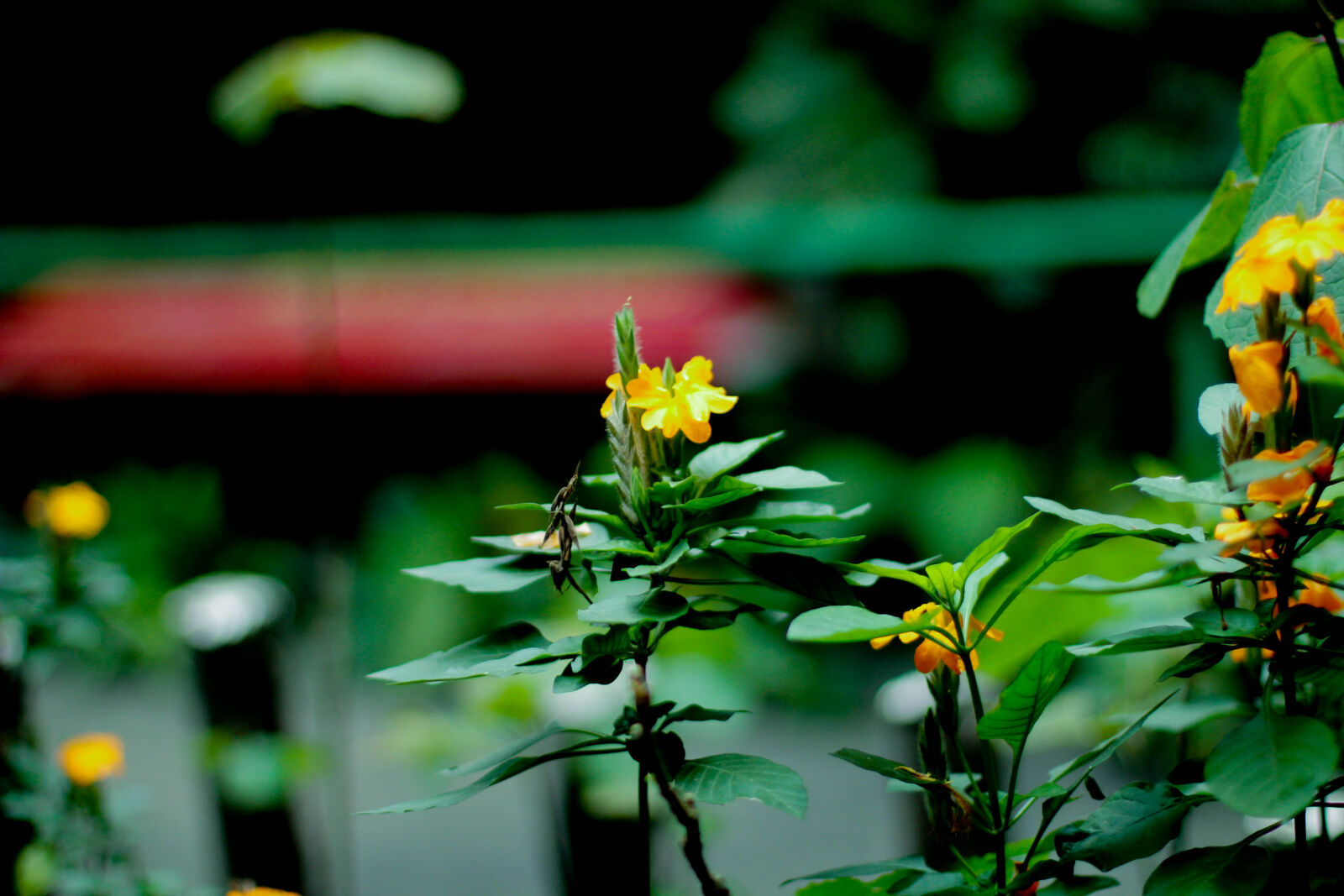 Canon EOS 600D (Rebel EOS T3i / EOS Kiss X5) + Canon EF 50mm F1.4 USM sample photo. Flower, nature, yellow photography