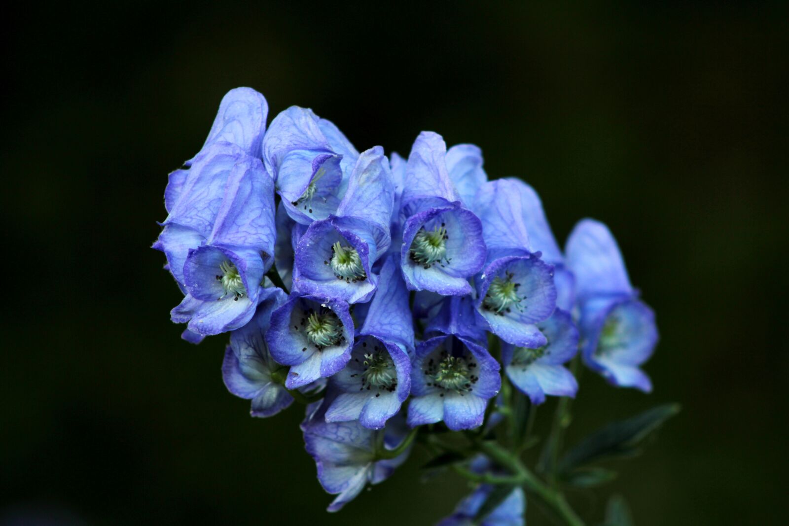 Canon EOS 600D (Rebel EOS T3i / EOS Kiss X5) sample photo. Aconite, aconitum, toxic photography