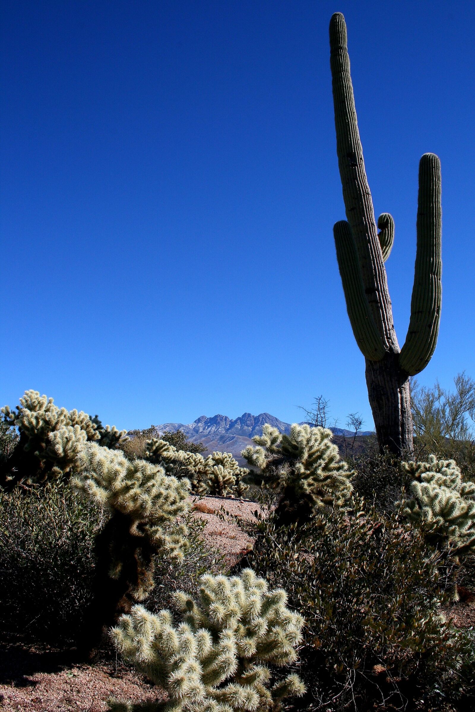 Canon EOS 400D (EOS Digital Rebel XTi / EOS Kiss Digital X) sample photo. Saguaro, cactus, mountains photography