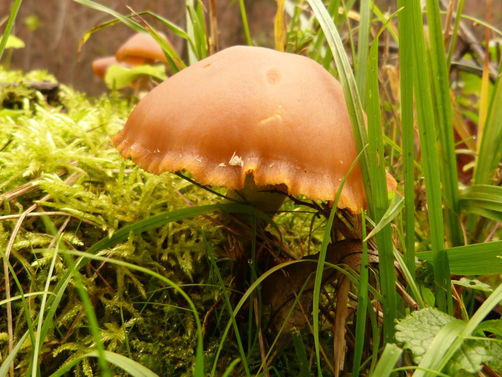 Panasonic DMC-FZ62 sample photo. Mushroom, forest, mushrooms photography