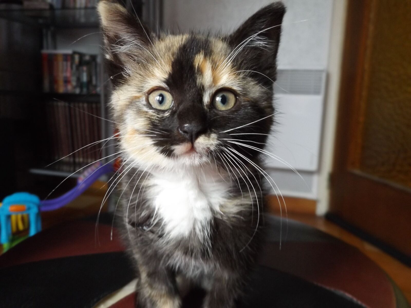 Fujifilm FinePix S8600 sample photo. Cat, head, eye photography