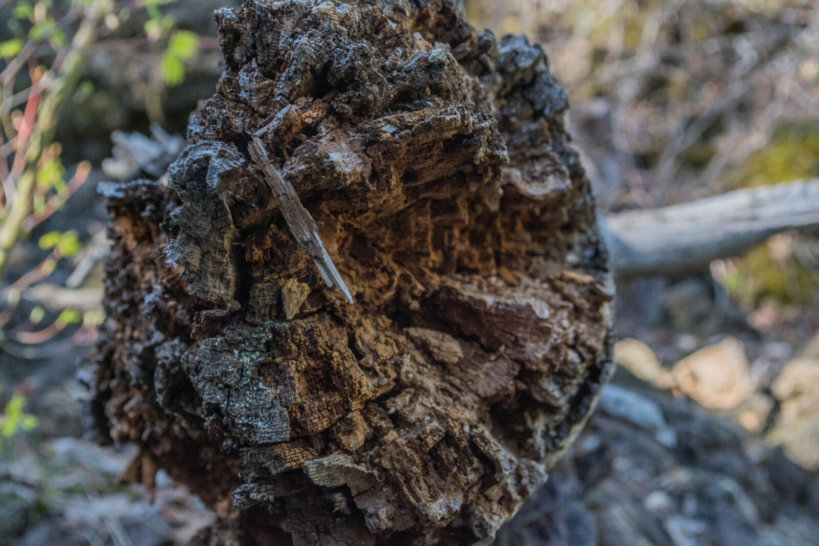Nikon D5200 sample photo