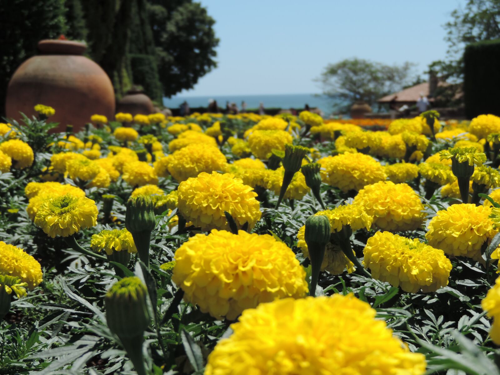 Nikon Coolpix P520 sample photo. Yellow flower, botanical, flower photography