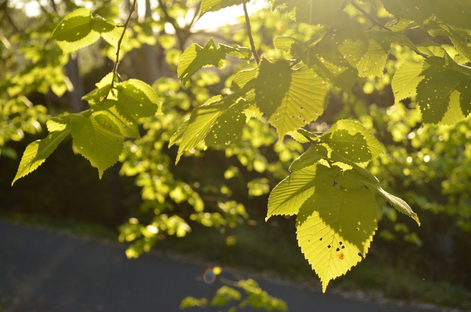 Nikon D5100 sample photo. Dew, morning, leaves photography