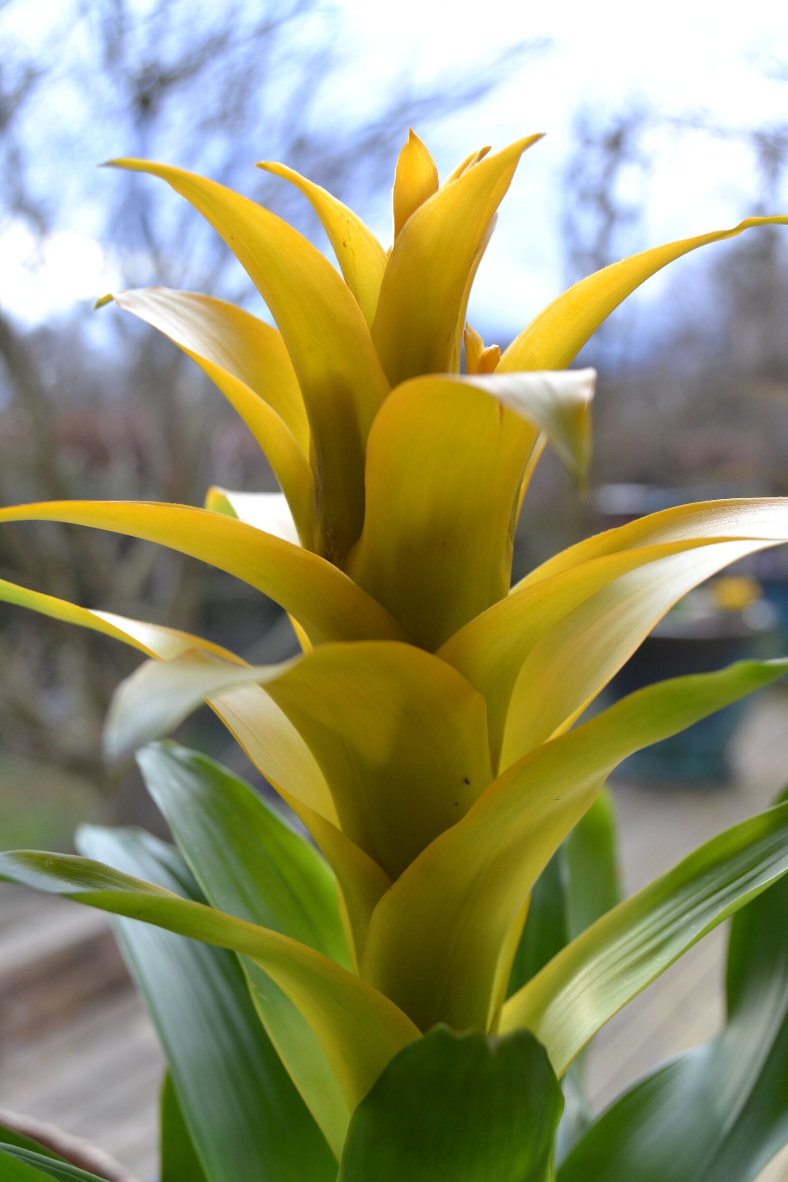 Nikon D3100 sample photo. Flower, yellow, decoration photography