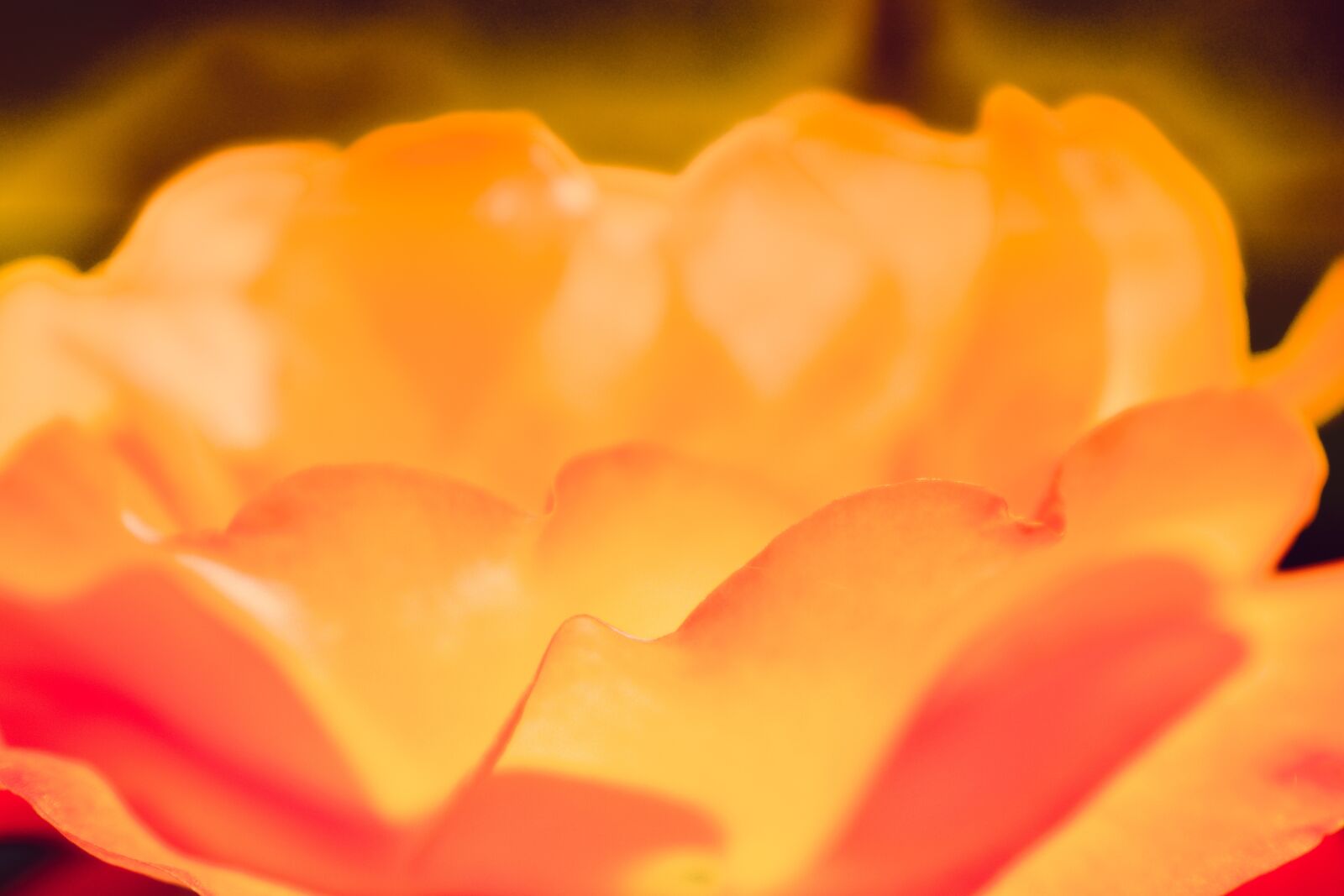 Nikon D5600 sample photo. Rose, magma, fire photography