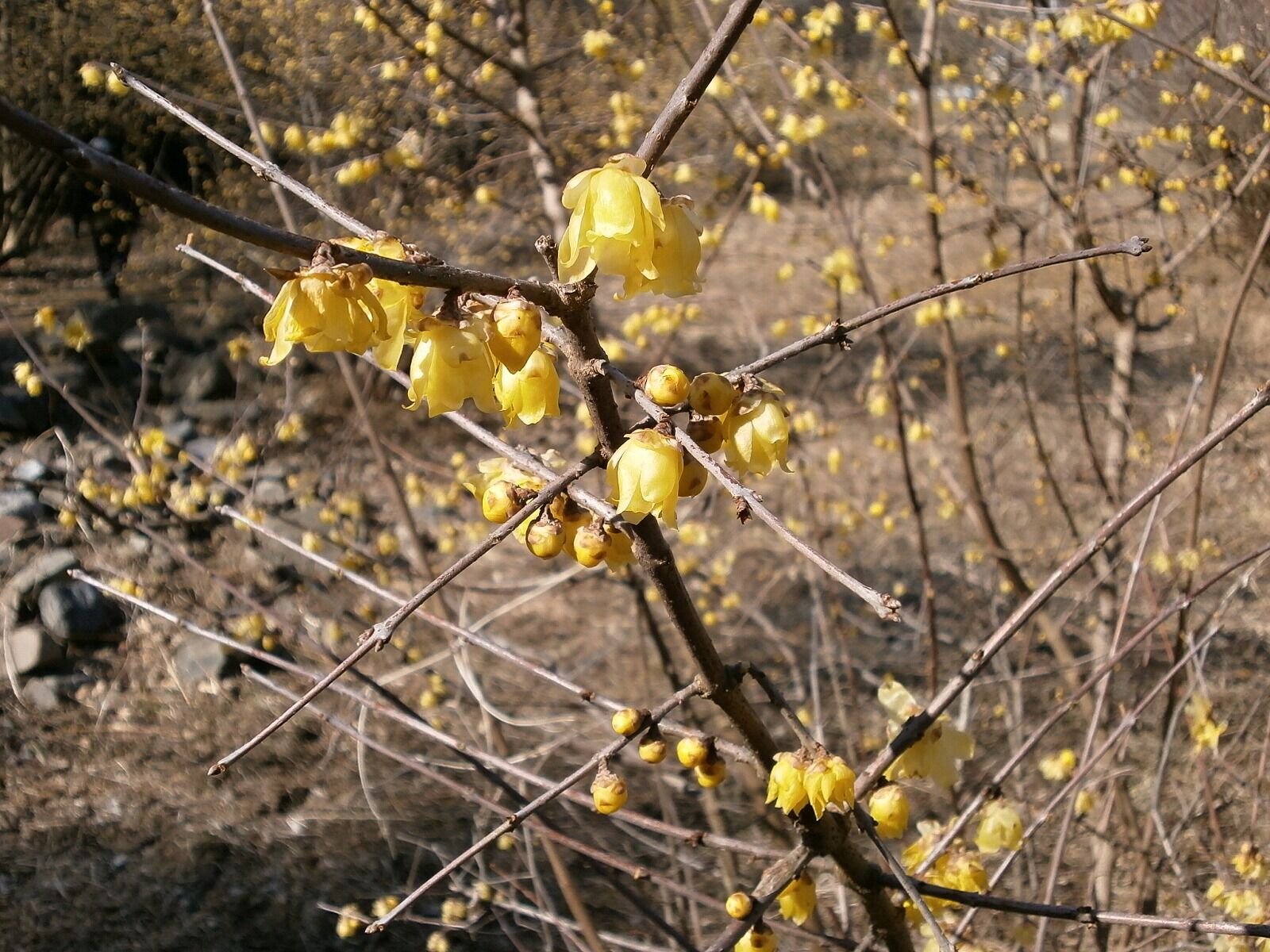 Olympus VG110,D700 sample photo. Plum, robin, flowers photography