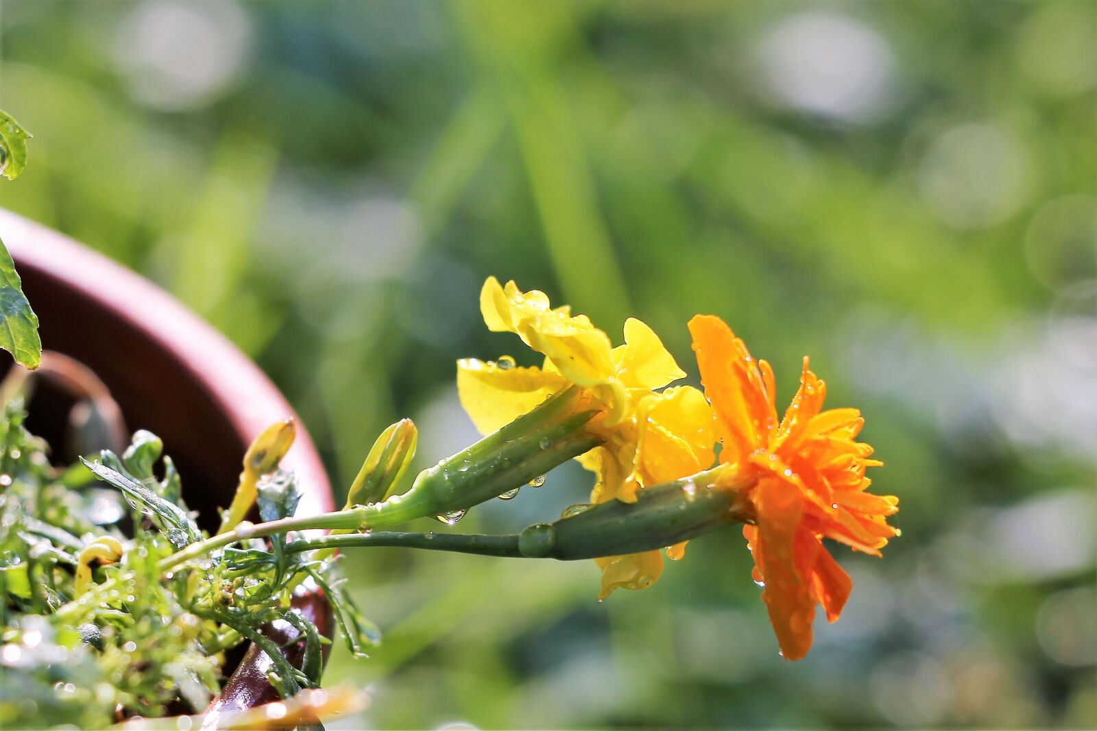 Canon EF 70-300 F4-5.6 IS II USM sample photo. Yellow and orange tagettes photography