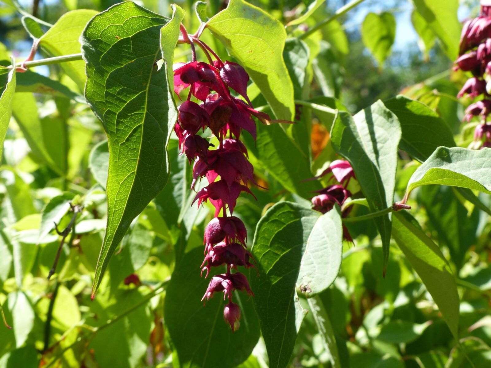 Panasonic Lumix DMC-FZ200 sample photo. Flower, tree, nature photography