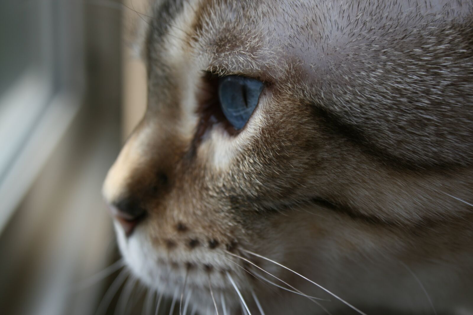 Canon EOS 400D (EOS Digital Rebel XTi / EOS Kiss Digital X) sample photo. Cat, snow leopard, animals photography
