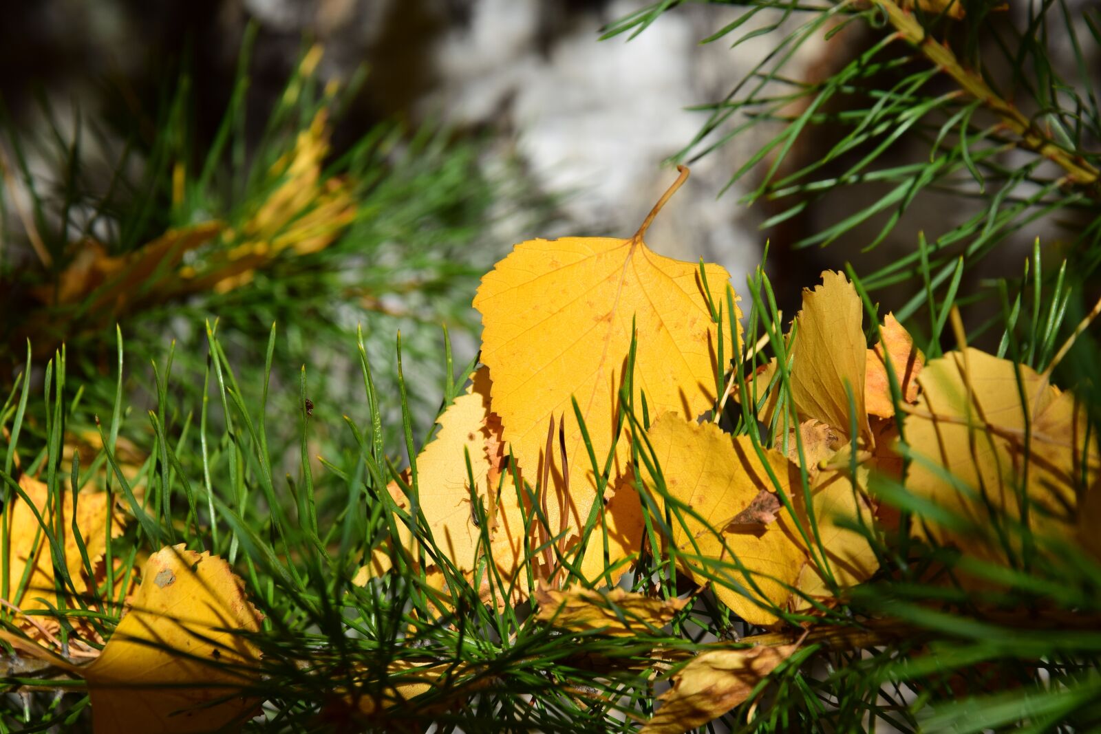 Nikon D5300 sample photo. Autumn, leaves, spruce photography