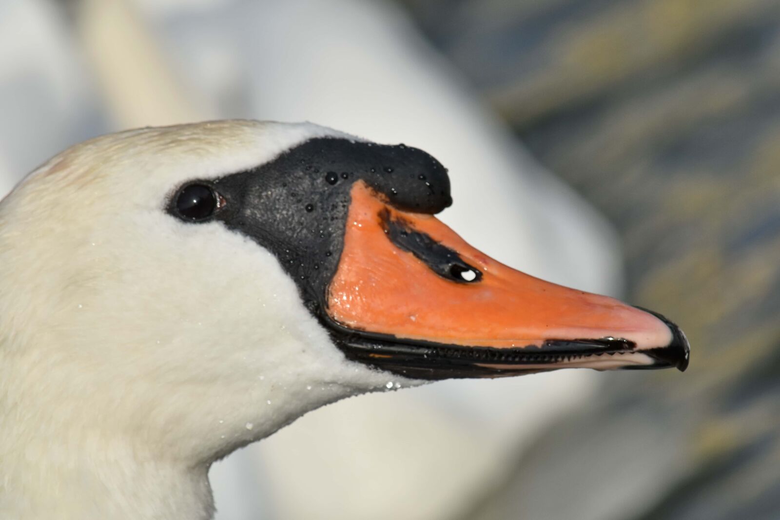 Nikon D5500 sample photo. Beak, portrait, side view photography