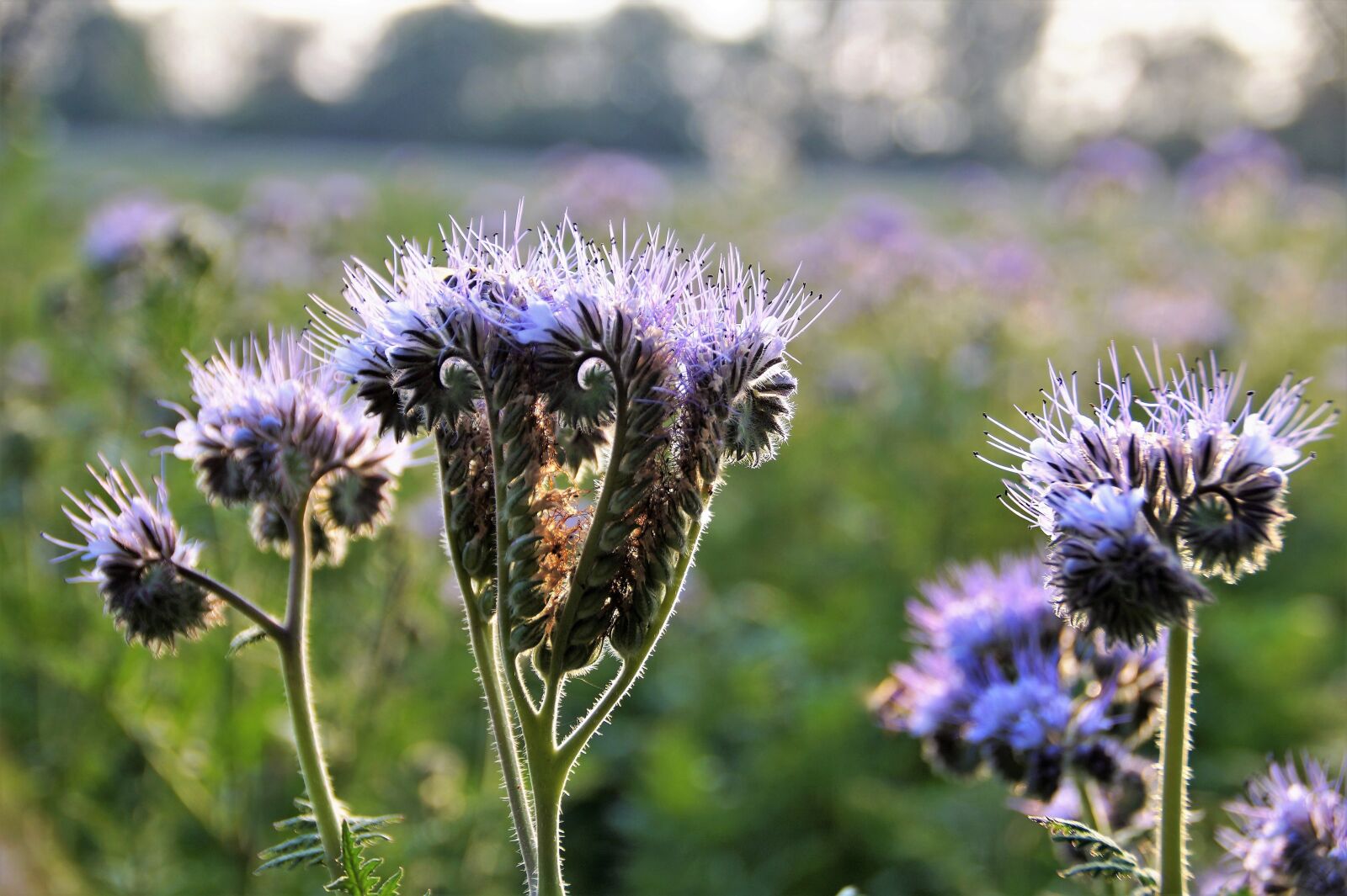 Sony SLT-A58 sample photo. Tansy, phacelia, medonosná photography