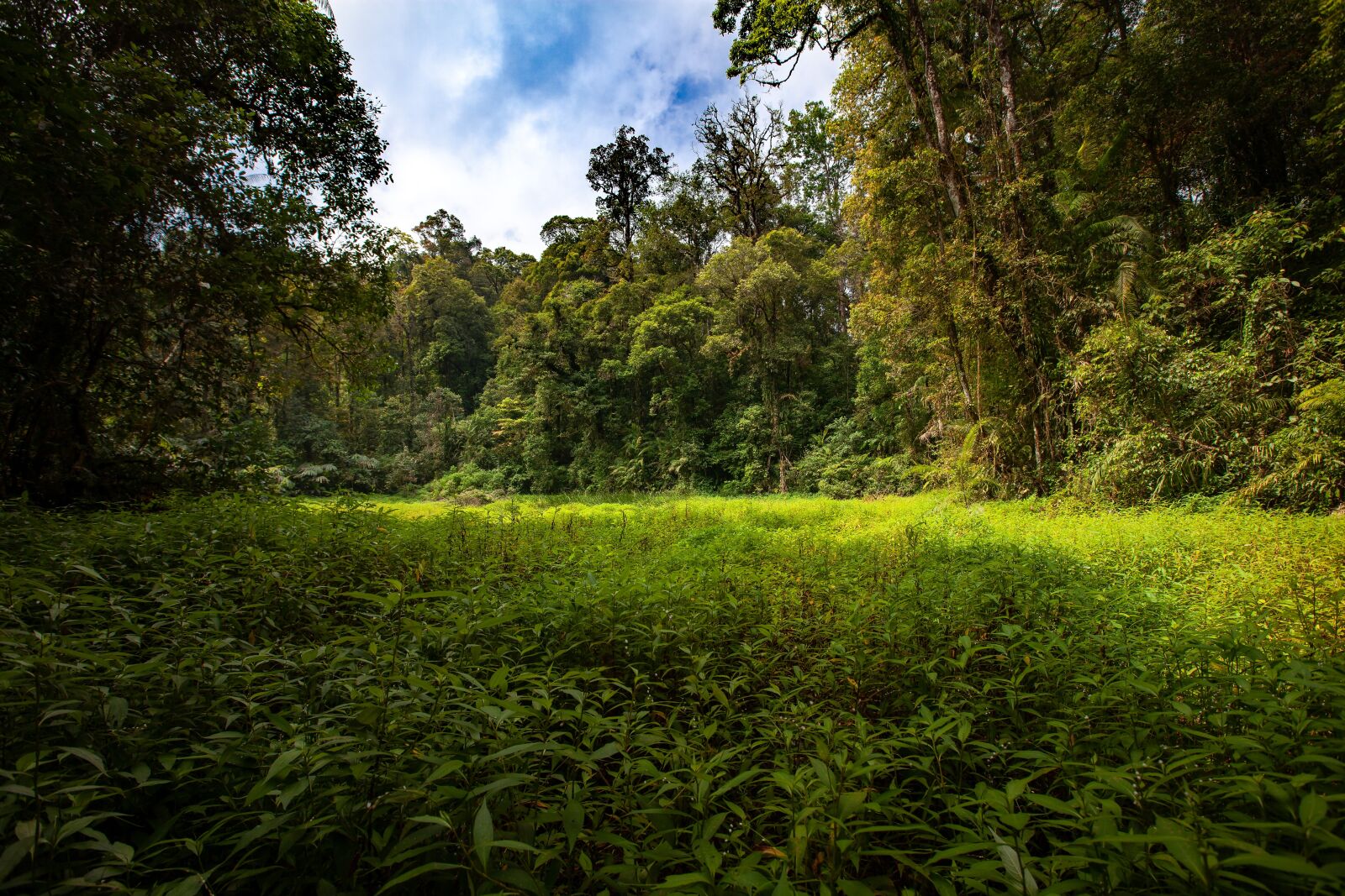 Canon EOS 5D Mark II sample photo. Landscape, wetlands, rainforest photography