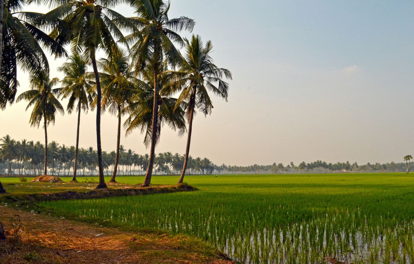 Nikon D3100 sample photo. Village, farm, rural photography