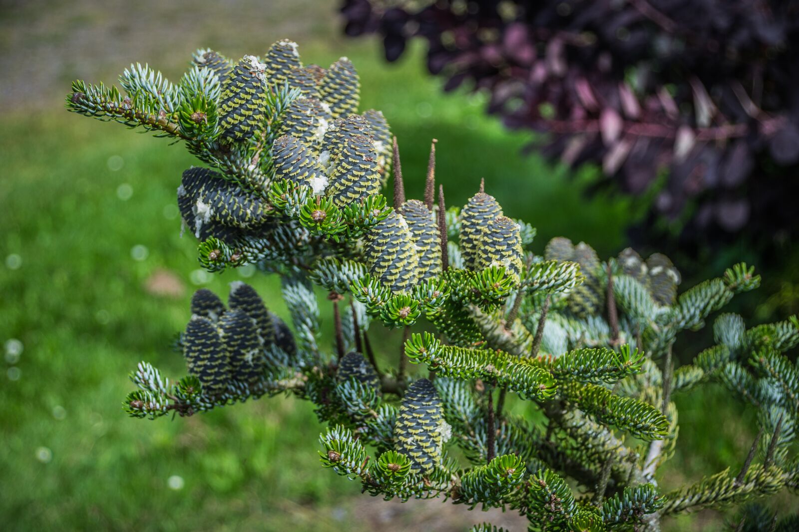 Nikon D3100 sample photo. Cones, conifer, branch photography