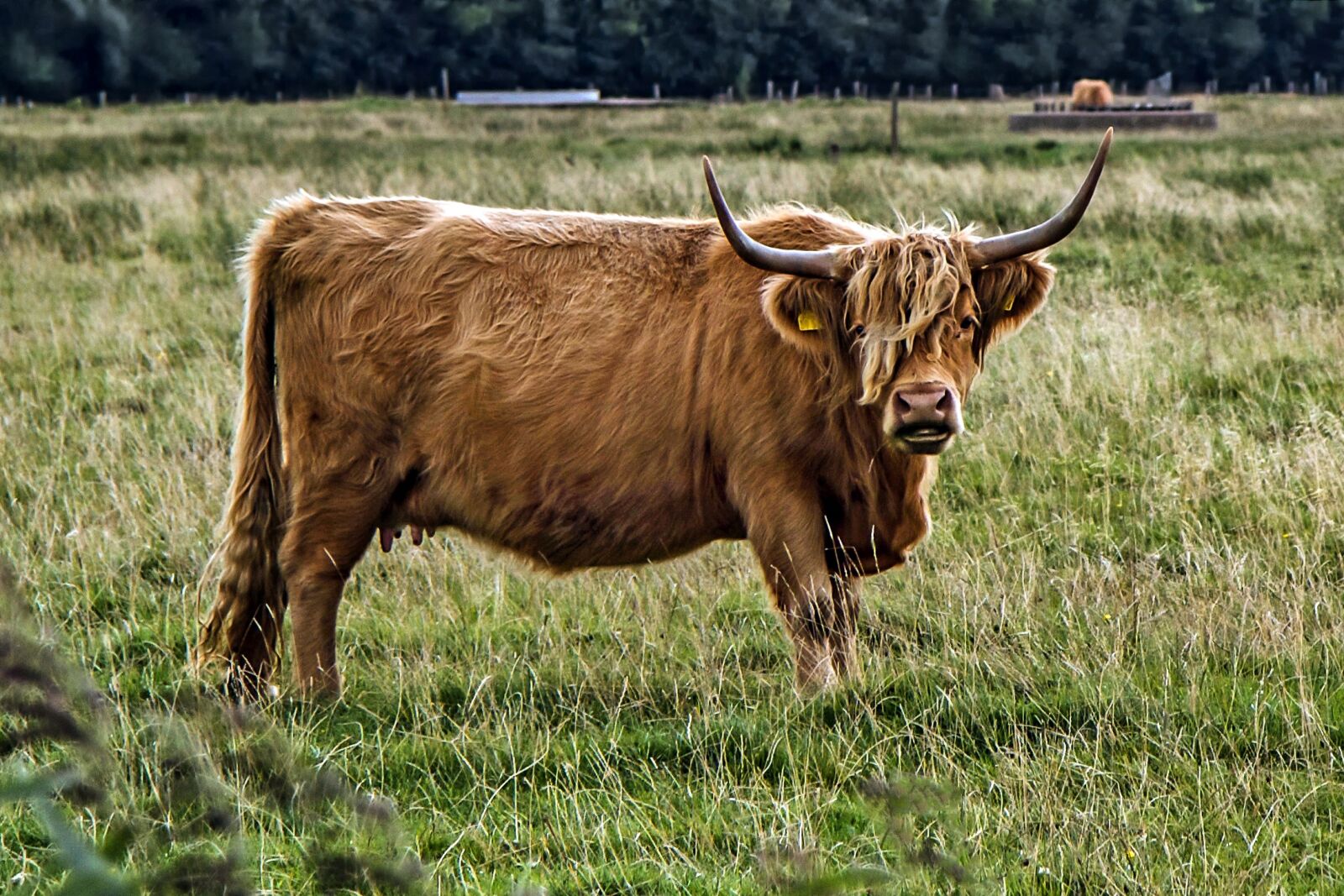 Canon EOS 7D sample photo. Galloway, beef, livestock photography