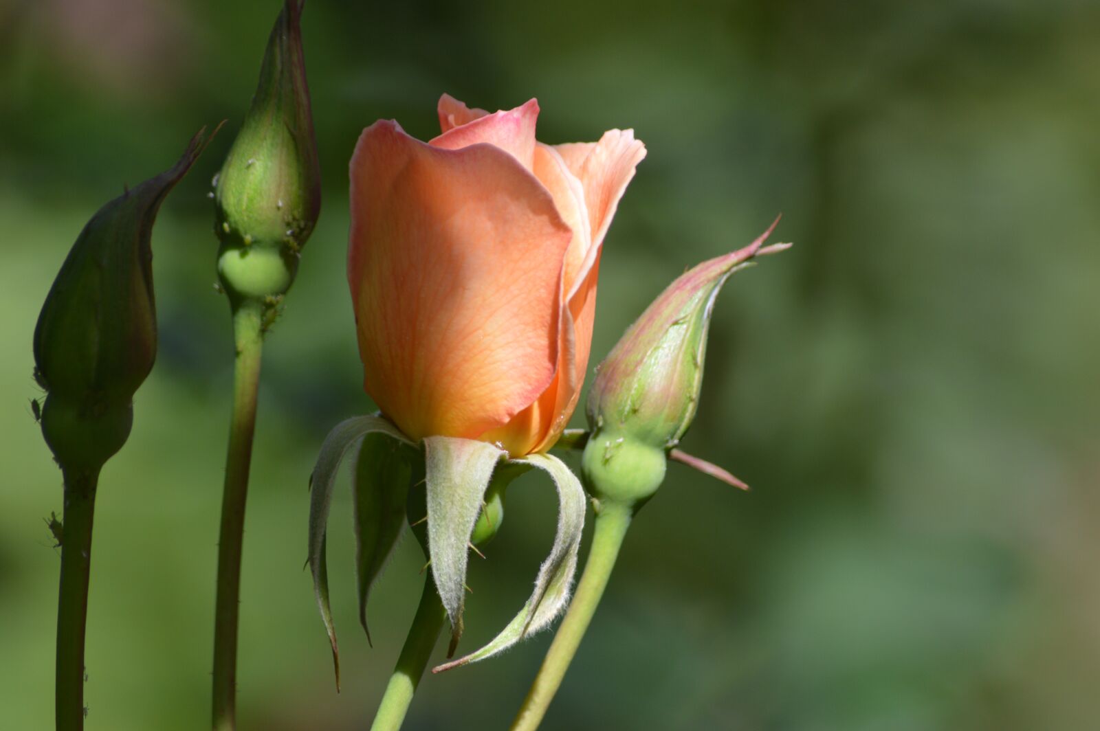 Nikon D3200 sample photo. Rose, flower, petals photography