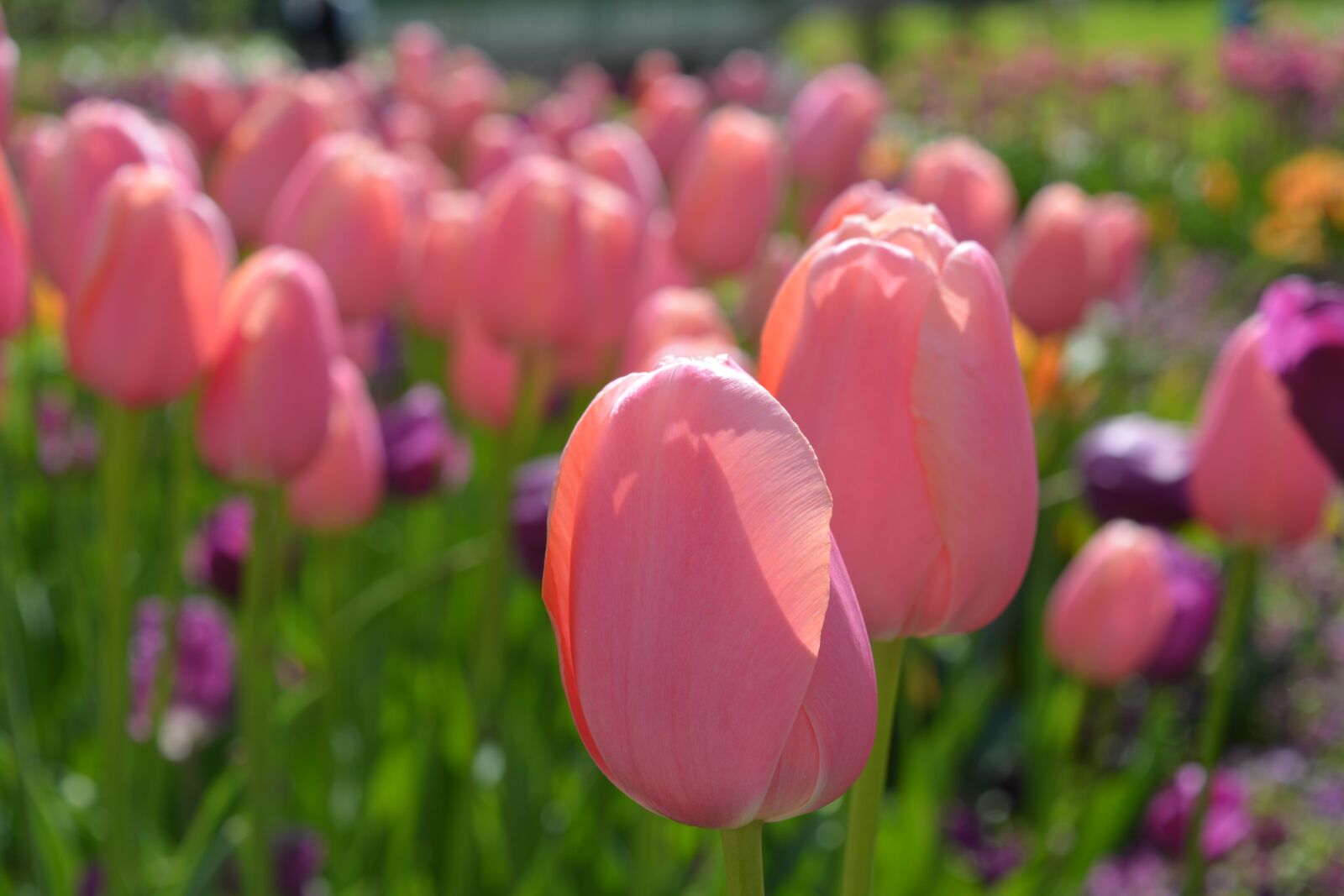 Nikon D5200 sample photo. Tulip, flower, tulip field photography