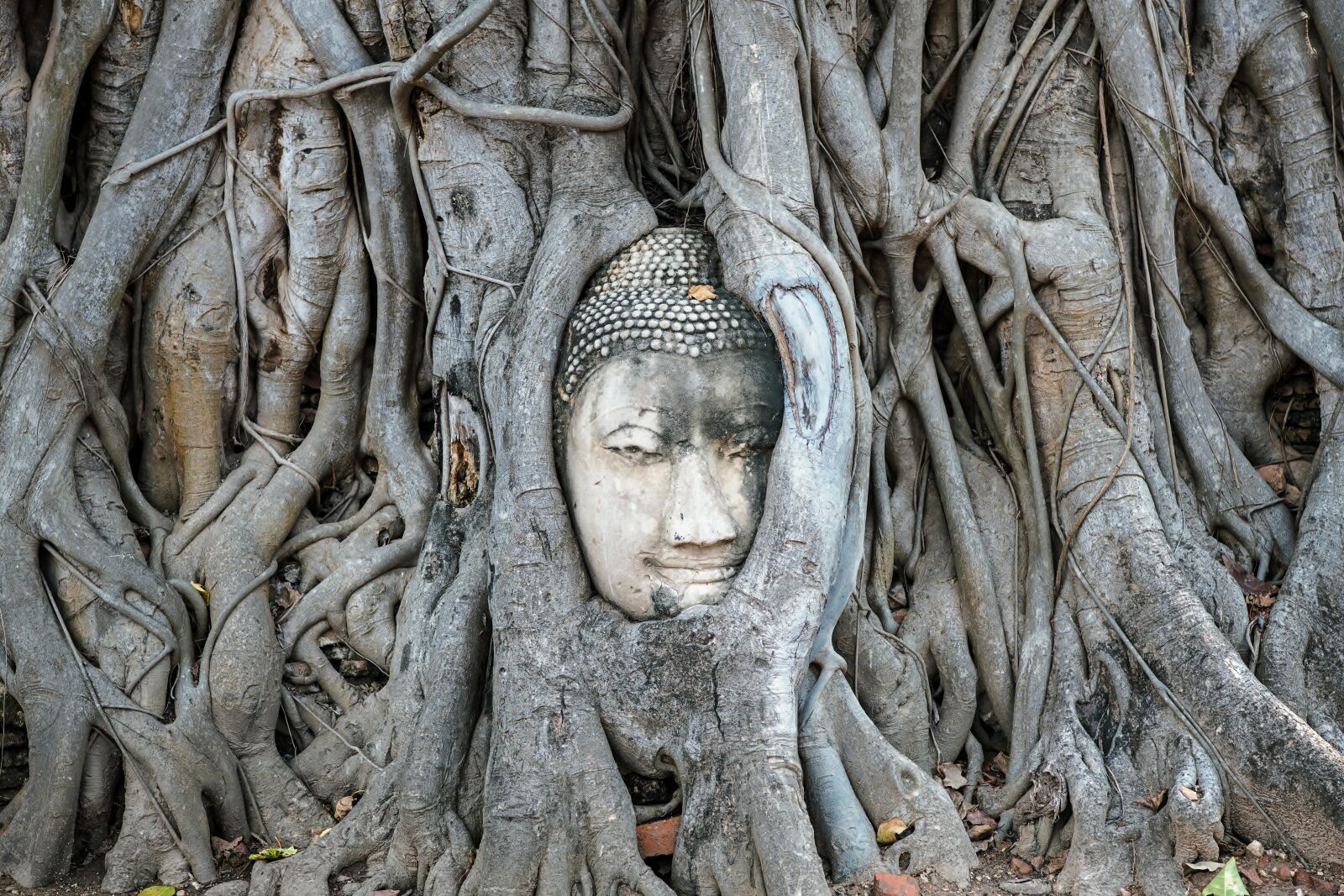 Nikon D850 sample photo. Thailand, ayutthaya, ruins photography