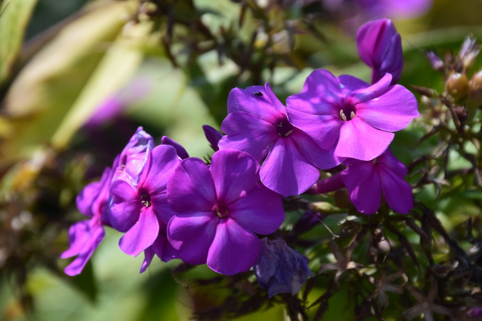 Nikon D5300 sample photo. Violet, flower, plant photography