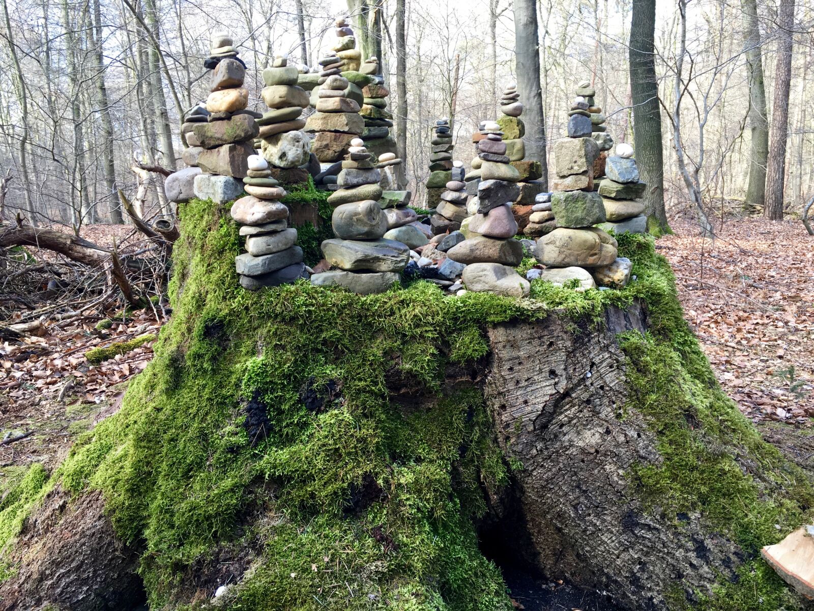 Apple iPhone 6s sample photo. Stones, tree stump, forest photography