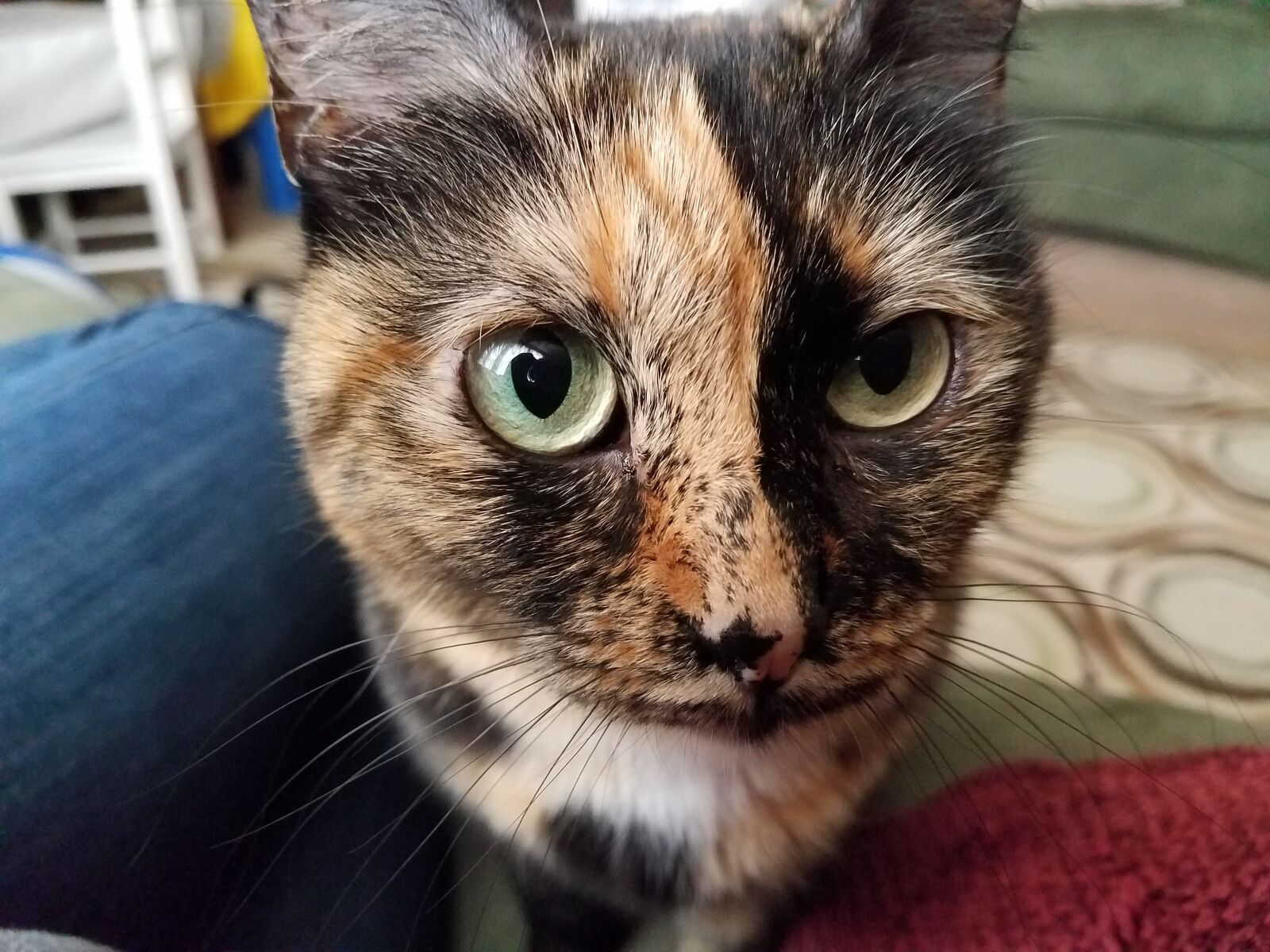 Samsung Galaxy S7 Edge sample photo. Cat, tortoise shell, green photography