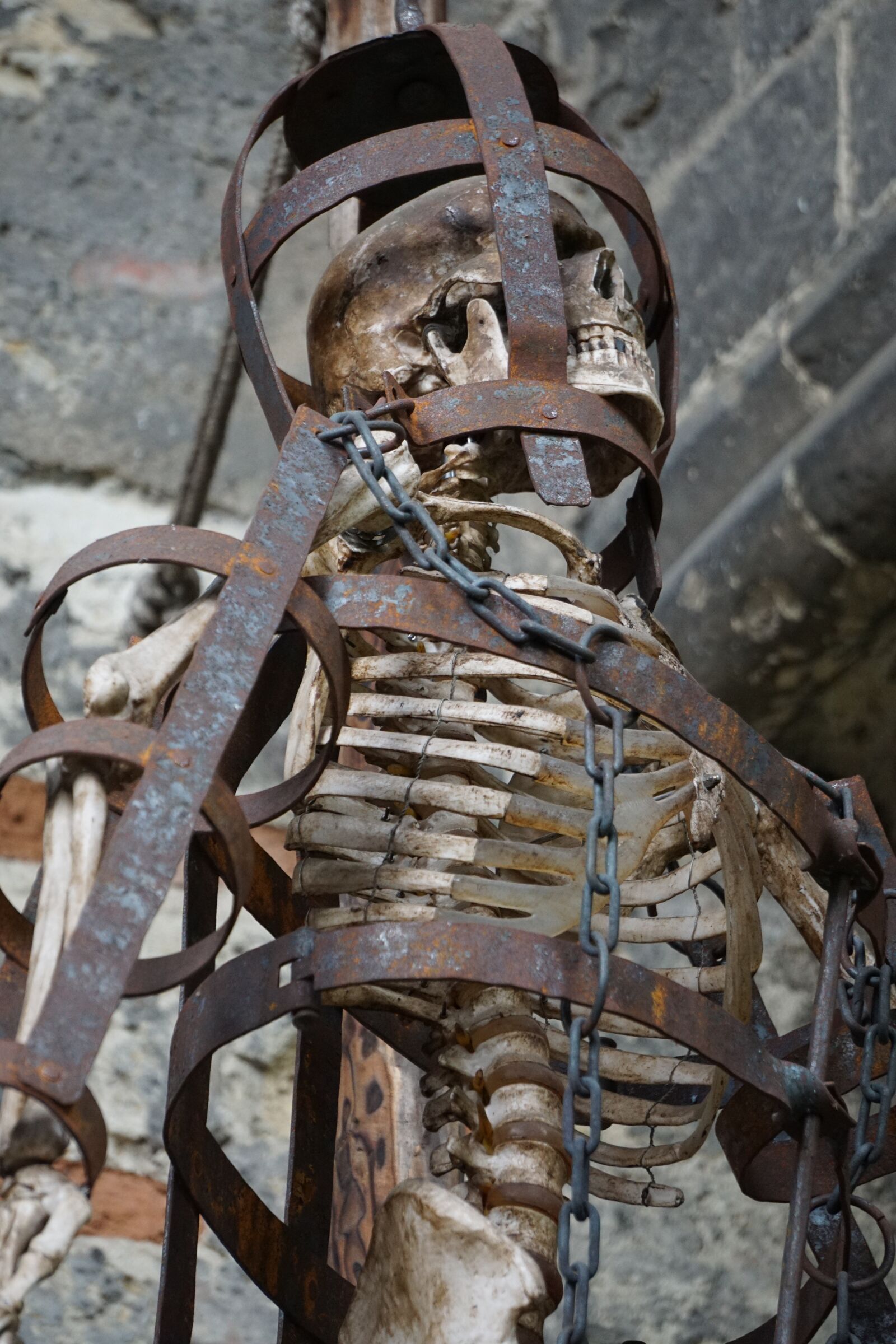 Sony E 55-210mm F4.5-6.3 OSS sample photo. Skeleton, cage, sternum photography