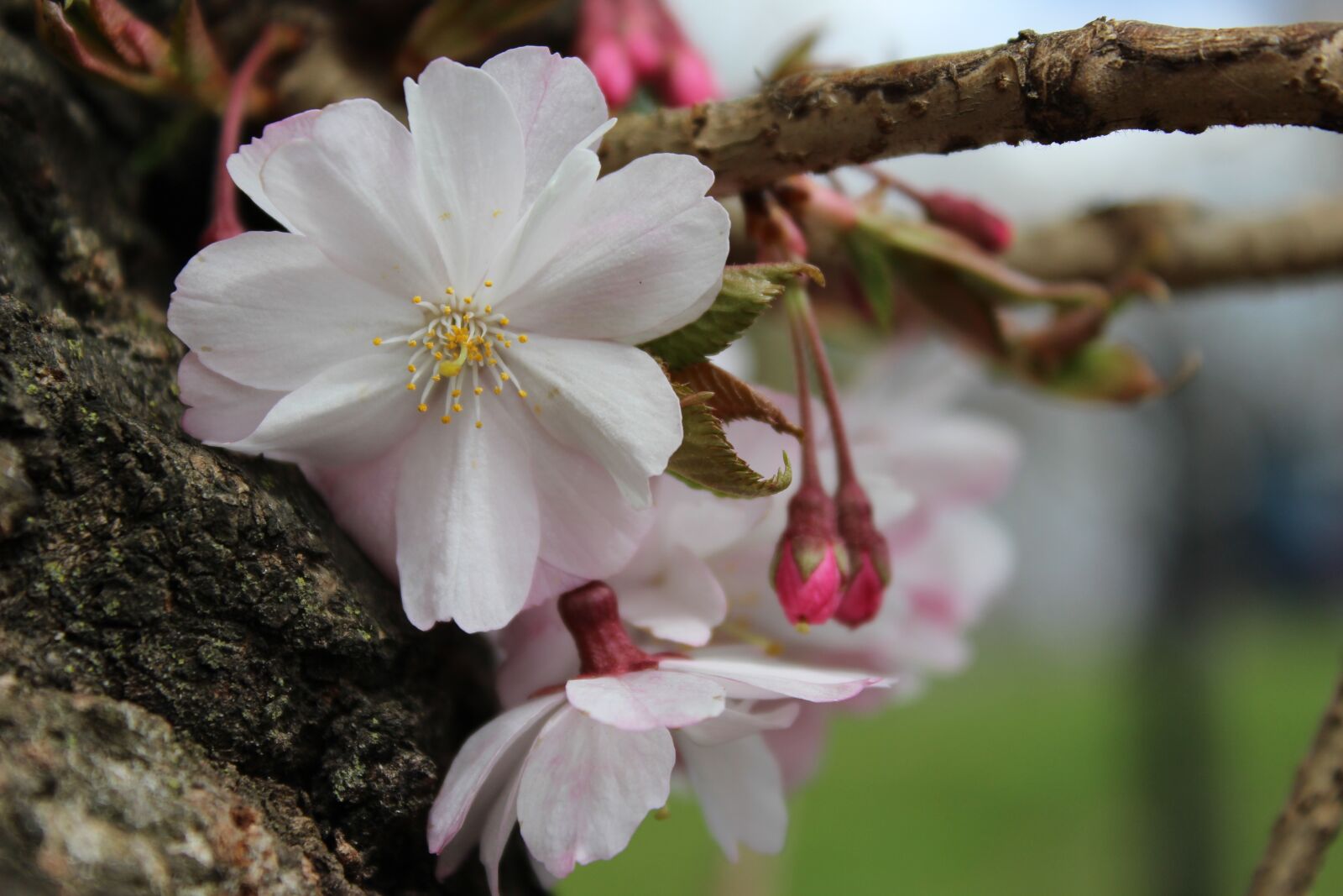 Canon EOS 1200D (EOS Rebel T5 / EOS Kiss X70 / EOS Hi) sample photo. Flower, nature, beauty photography
