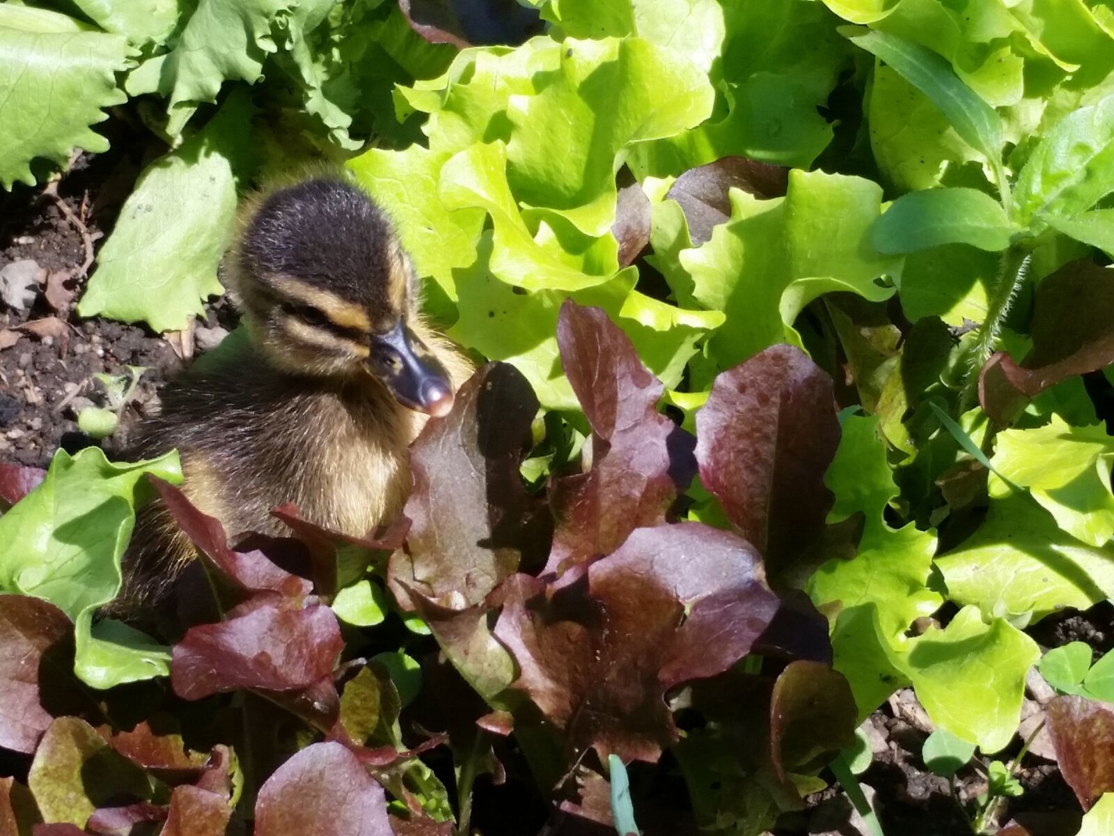 Samsung Galaxy S5 sample photo. Baby duck, lettuce garden photography
