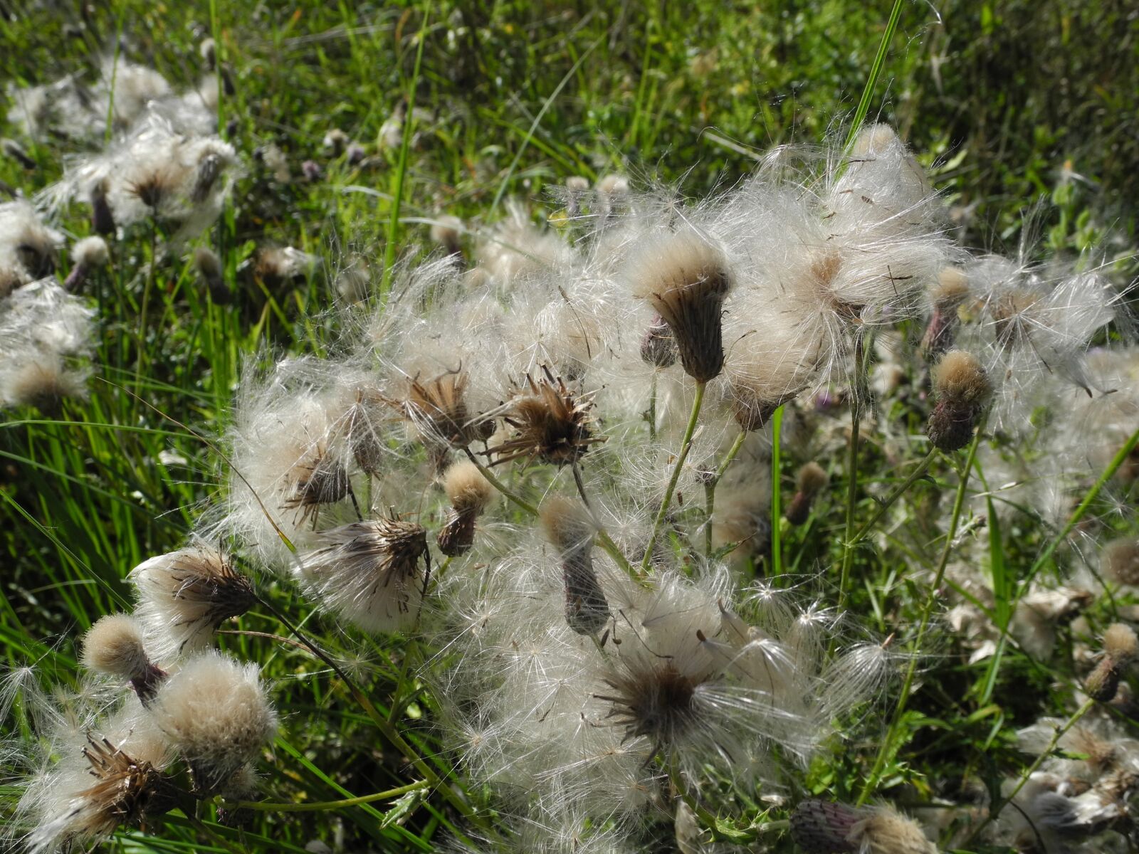 Nikon Coolpix P7000 sample photo. Milkweed, seeds, accumulation photography